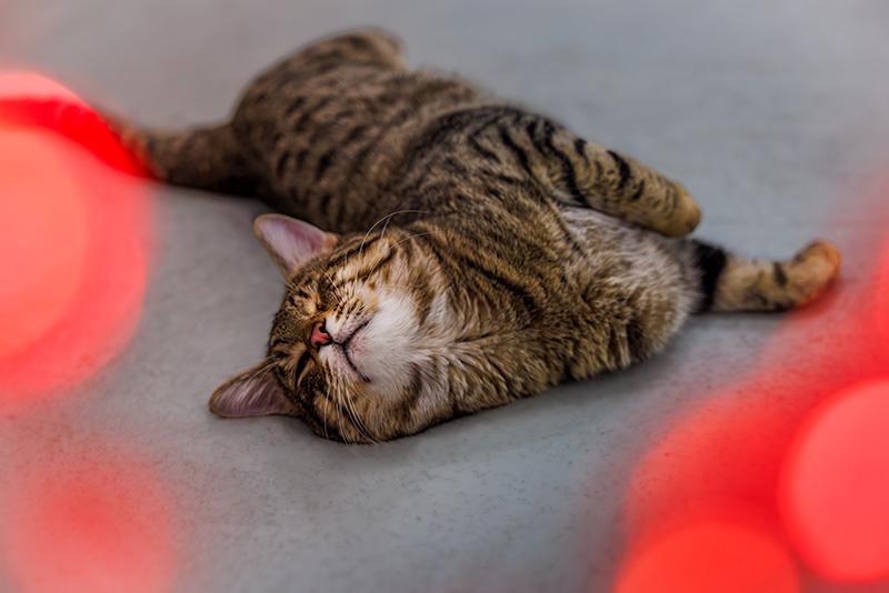 Enlarge Poke, an adopted Domestic Short Hair in Hamilton, ON image 1/4