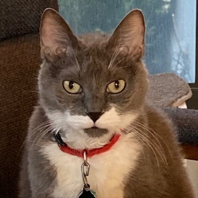 Gracie, Adult Female Domestic Short Hair