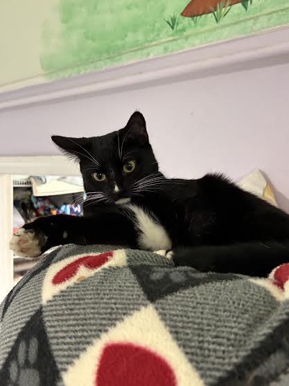 Carmen, a ADOPTABLE Domestic Short Hair in Marblehead, MA image 2/2