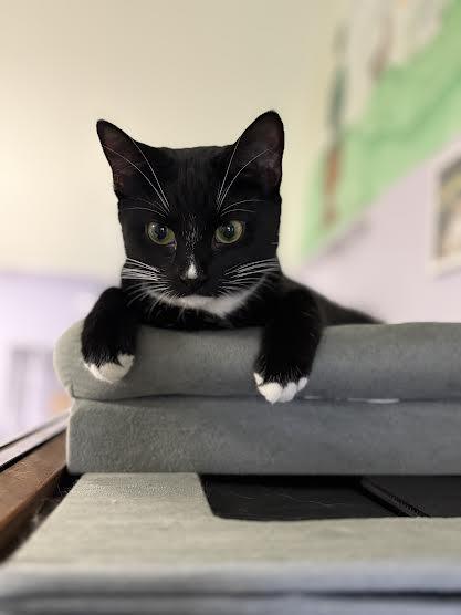 Carmen, ADOPTABLE, Young Female Domestic Short Hair.