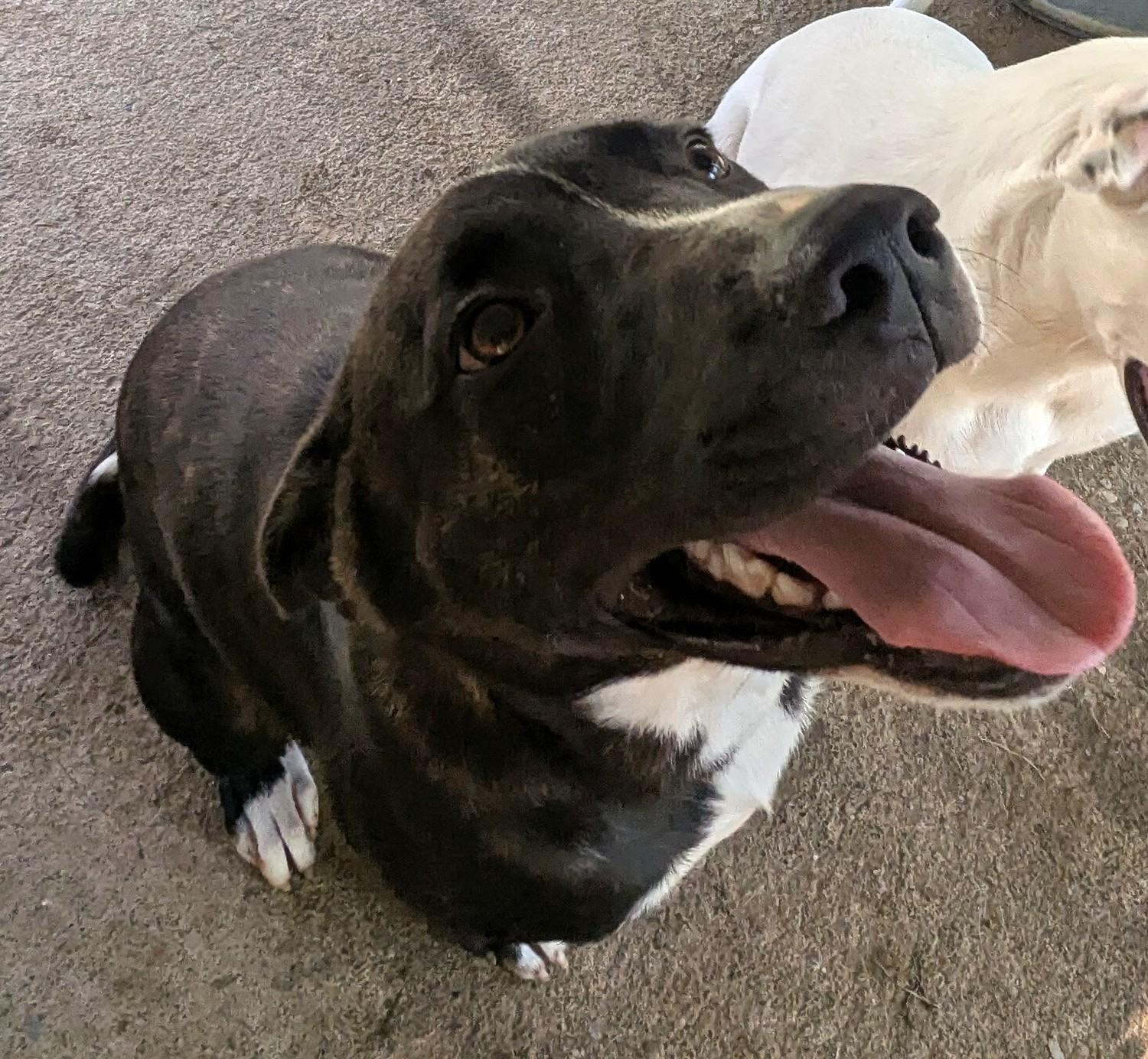 SIRIUS, a Adoptable Mixed Breed in Talbott, TN image 2/4