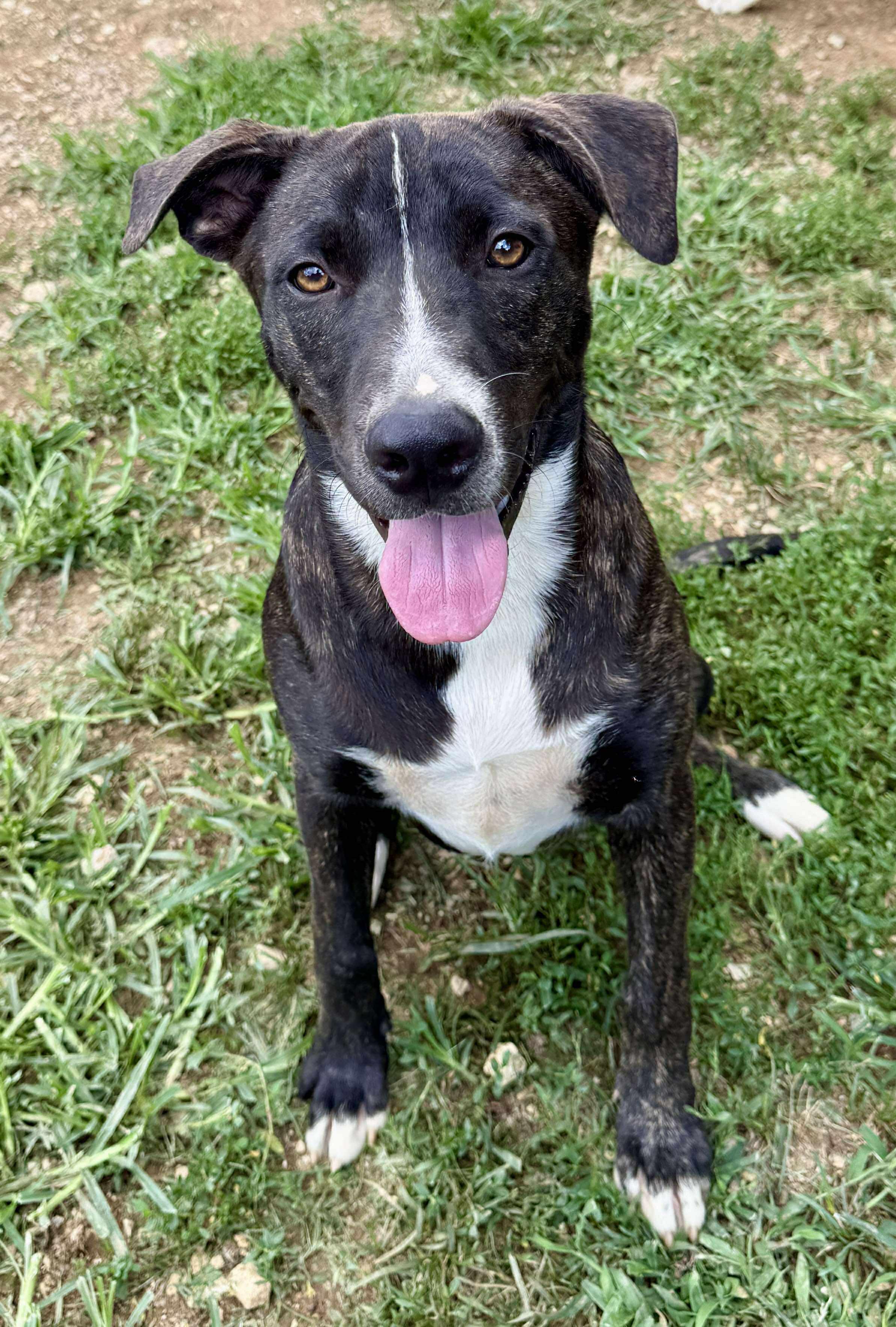 SIRIUS, Adoptable, Young Male Mixed Breed.