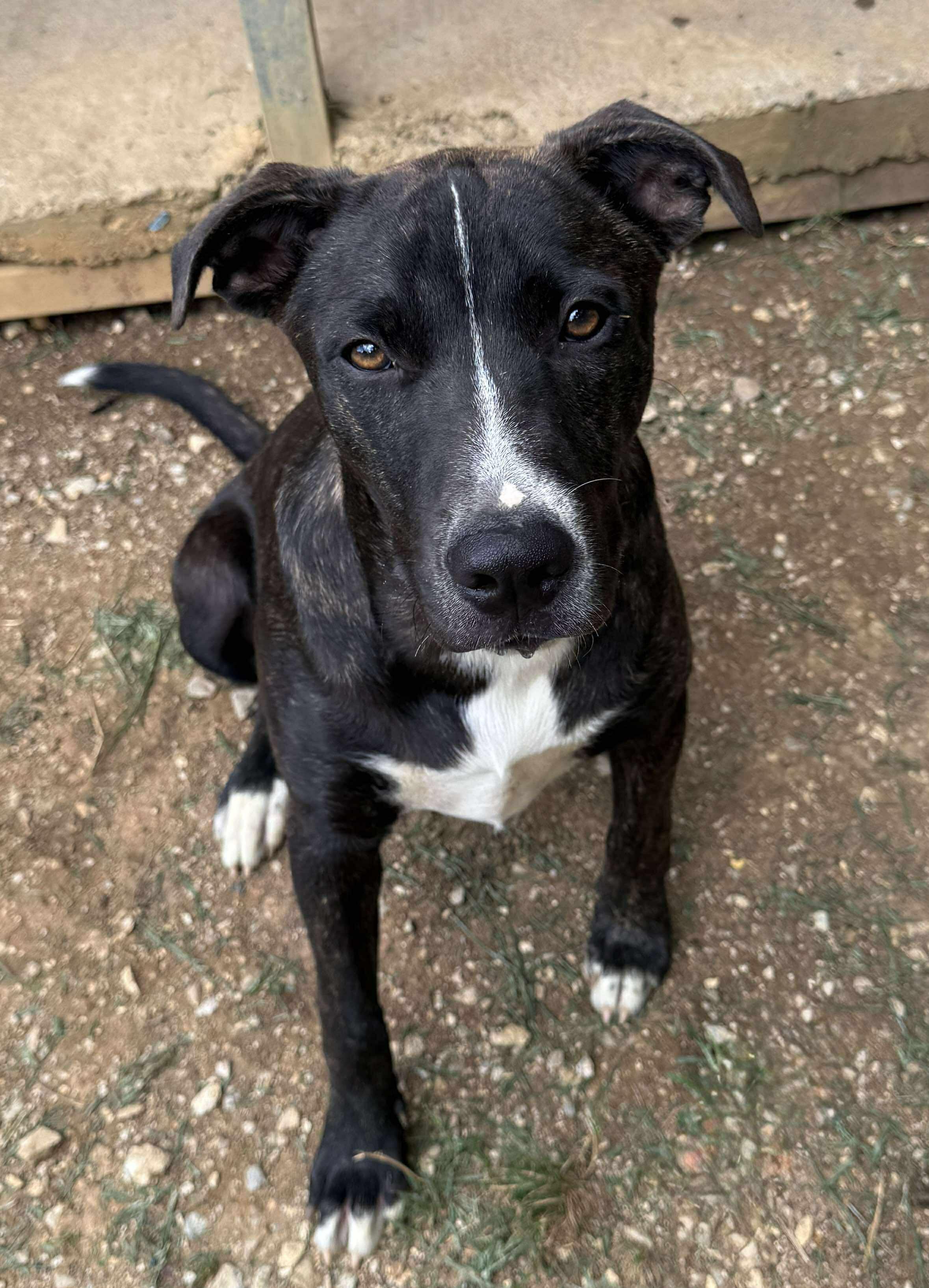 SIRIUS, a Adoptable Mixed Breed in Talbott, TN image 3/4