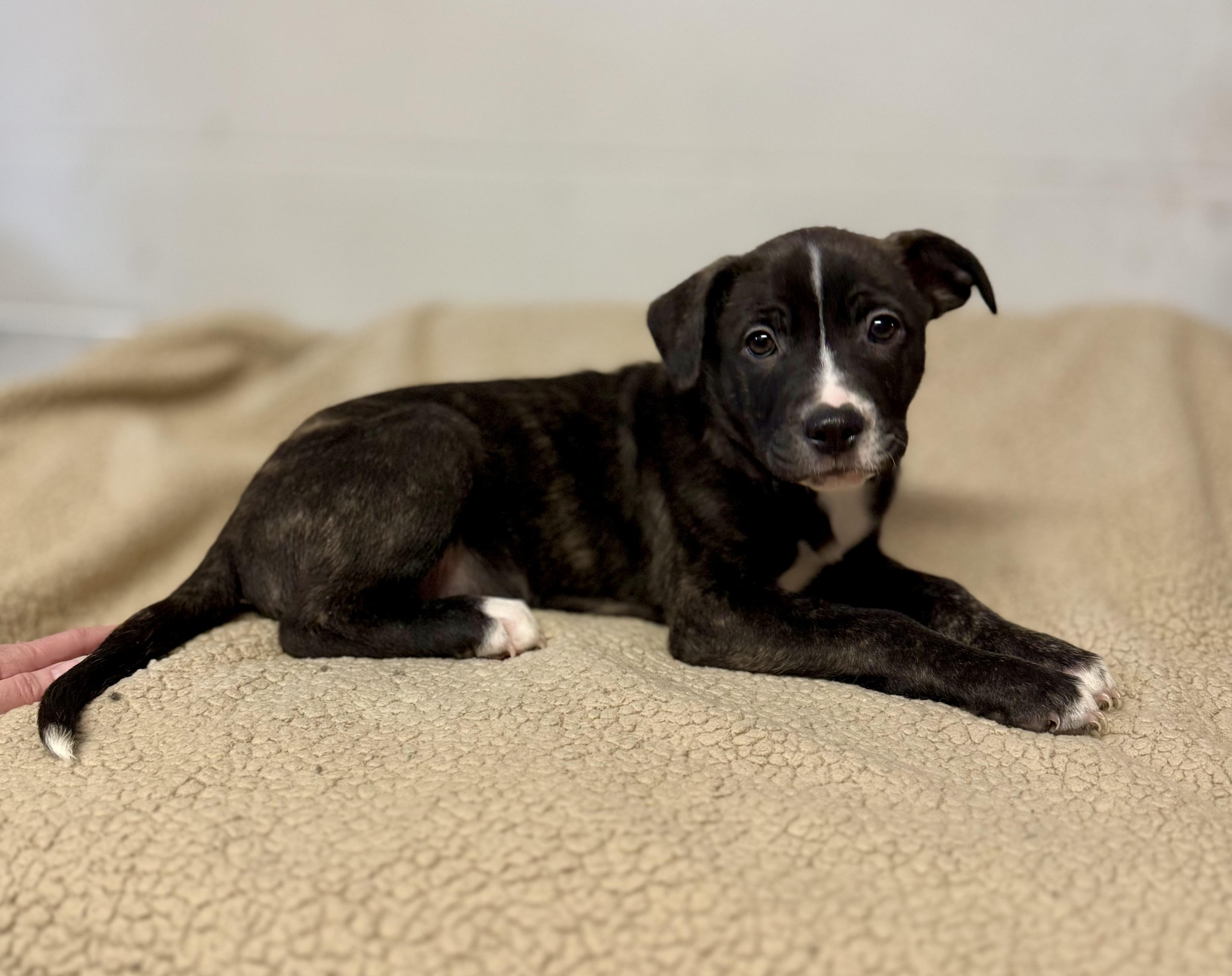 SIRIUS, a Adoptable Mixed Breed in Talbott, TN image 4/4