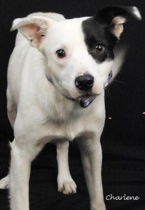 Enlarge Kane, a Adoptable mixed breed in Newland, NC image 3/5