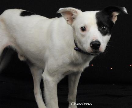 Enlarge Kane, a Adoptable mixed breed in Newland, NC image 5/5