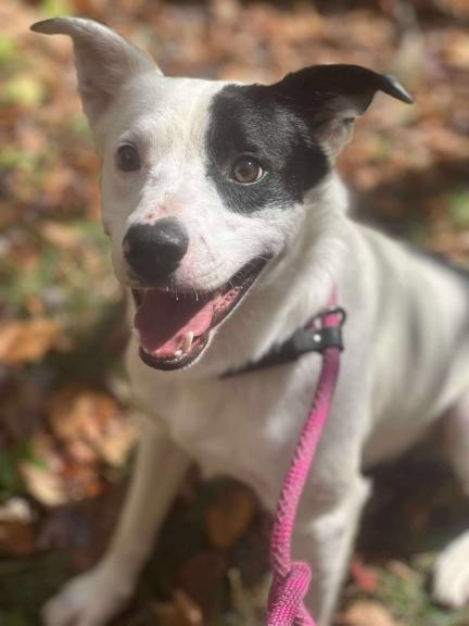 Enlarge Kane, a Adoptable mixed breed in Newland, NC image 1/5