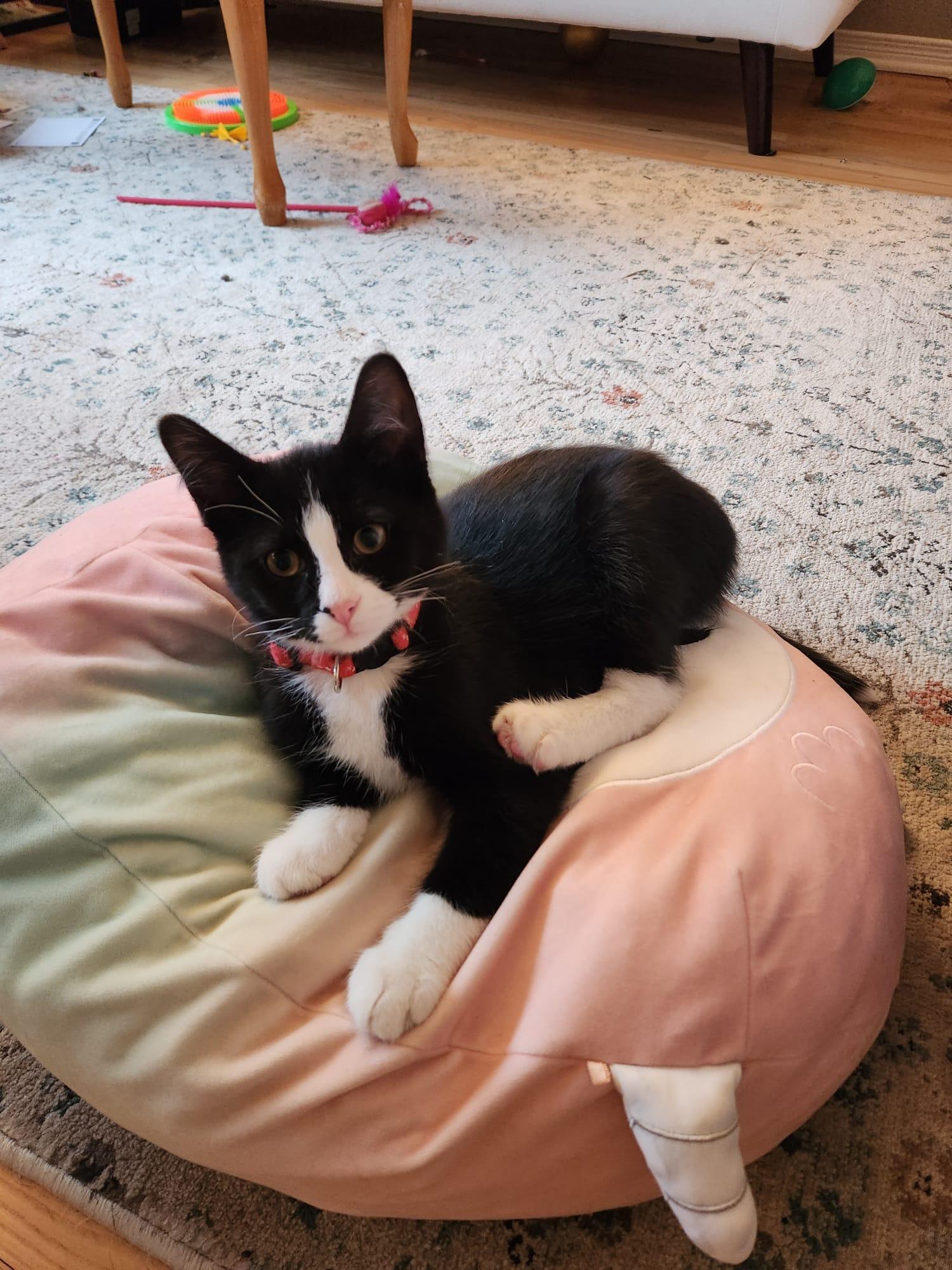 Tuxx, ADOPTABLE, Kitten Male Domestic Short Hair.