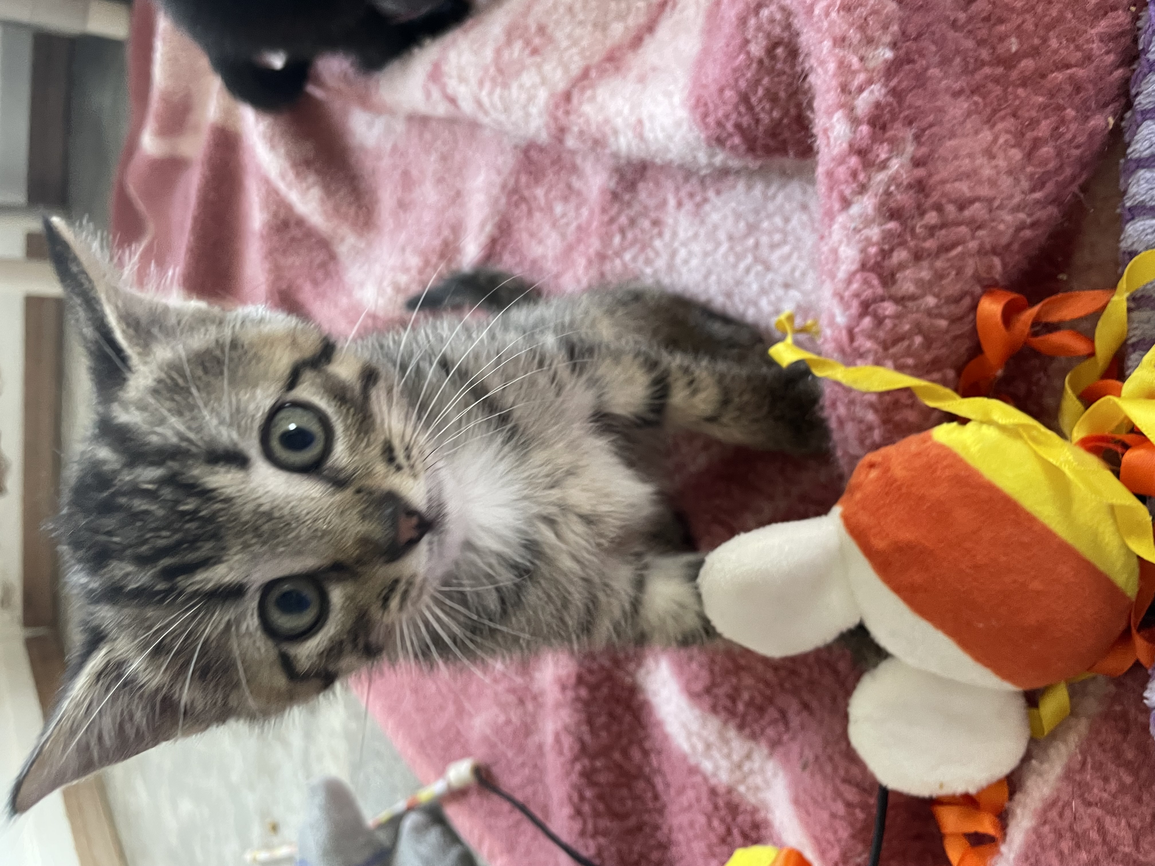 Dodger, an adopted Domestic Short Hair in Watonga, OK_image-1