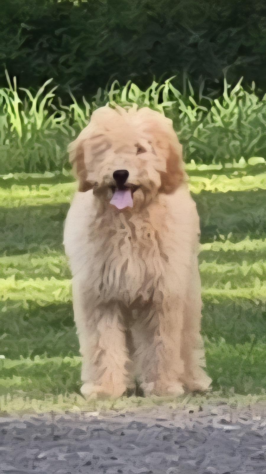 Enlarge Boone, a Adopted Goldendoodle in Winlock, WA image 2/6