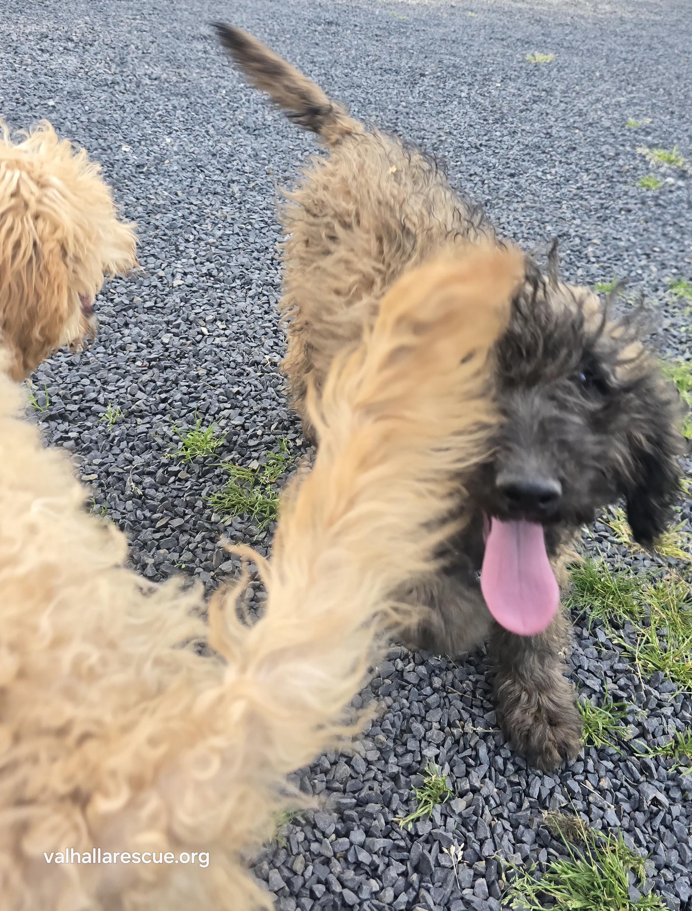Enlarge Boone, a Adopted Goldendoodle in Winlock, WA image 4/6