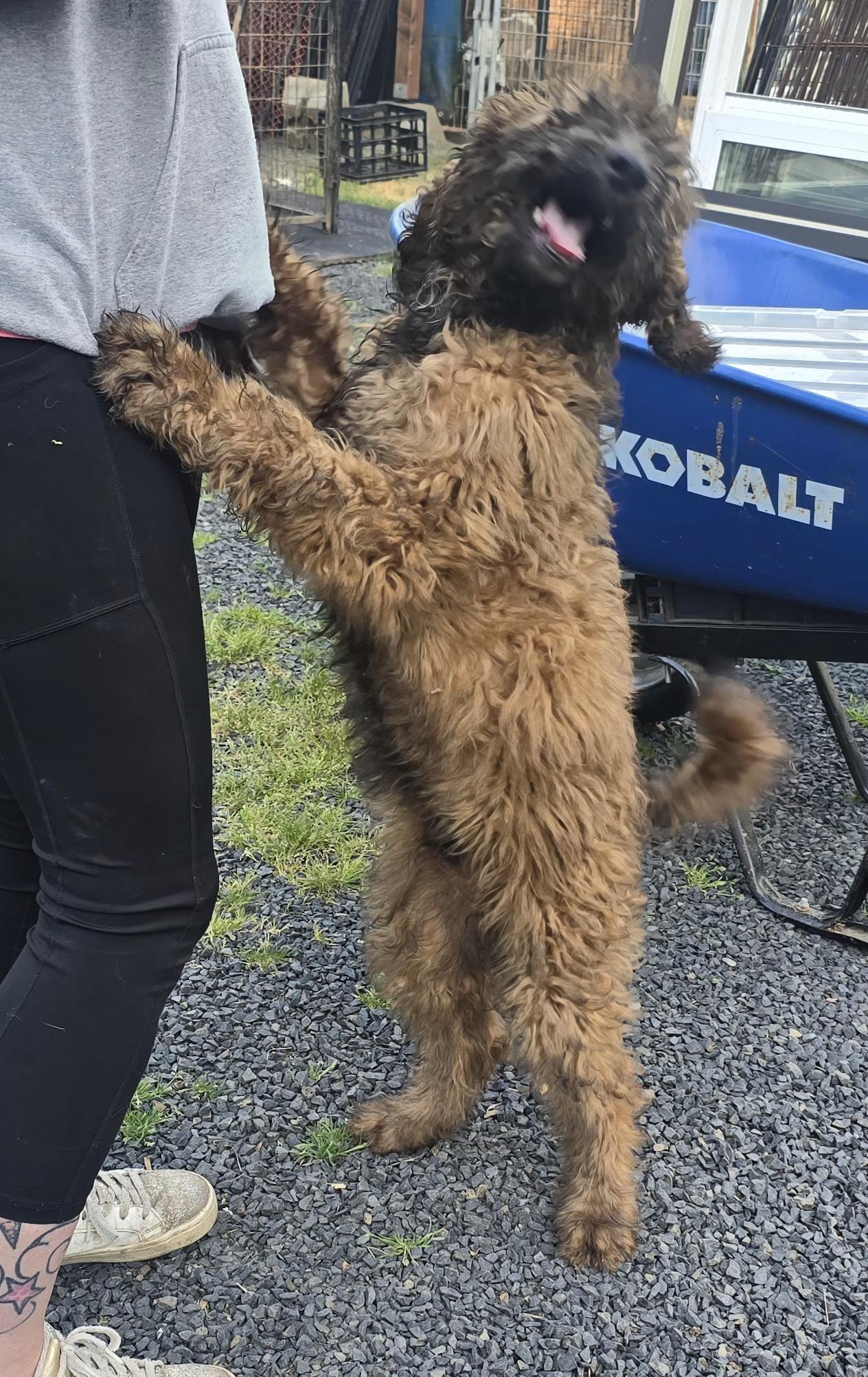 Enlarge Boone, a Adopted Goldendoodle in Winlock, WA image 1/6