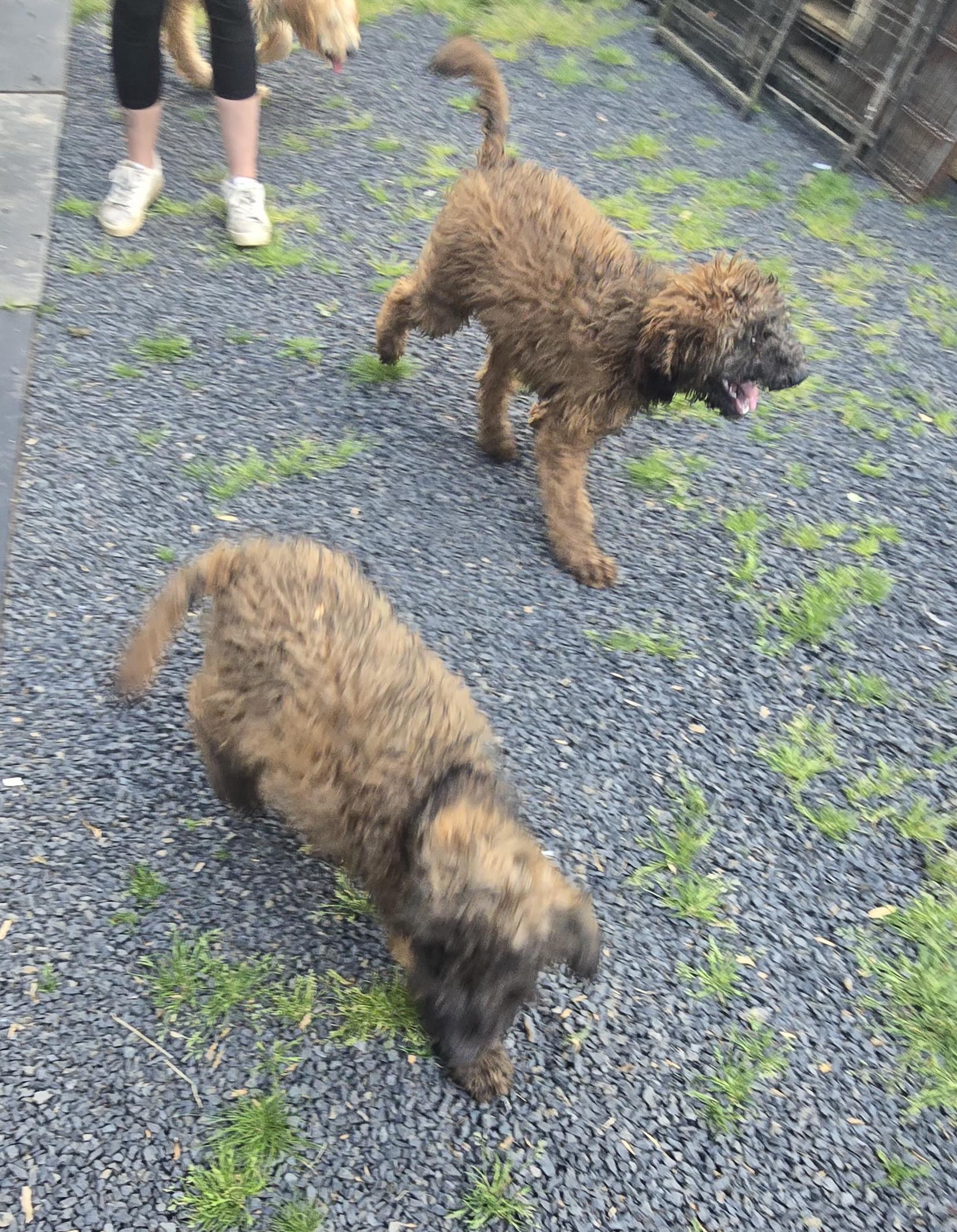 Enlarge Boone, a Adopted Goldendoodle in Winlock, WA image 6/6