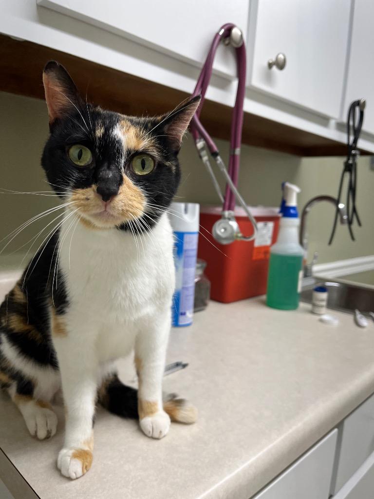 Blossom, Adoptable, Adult Female Domestic Short Hair.