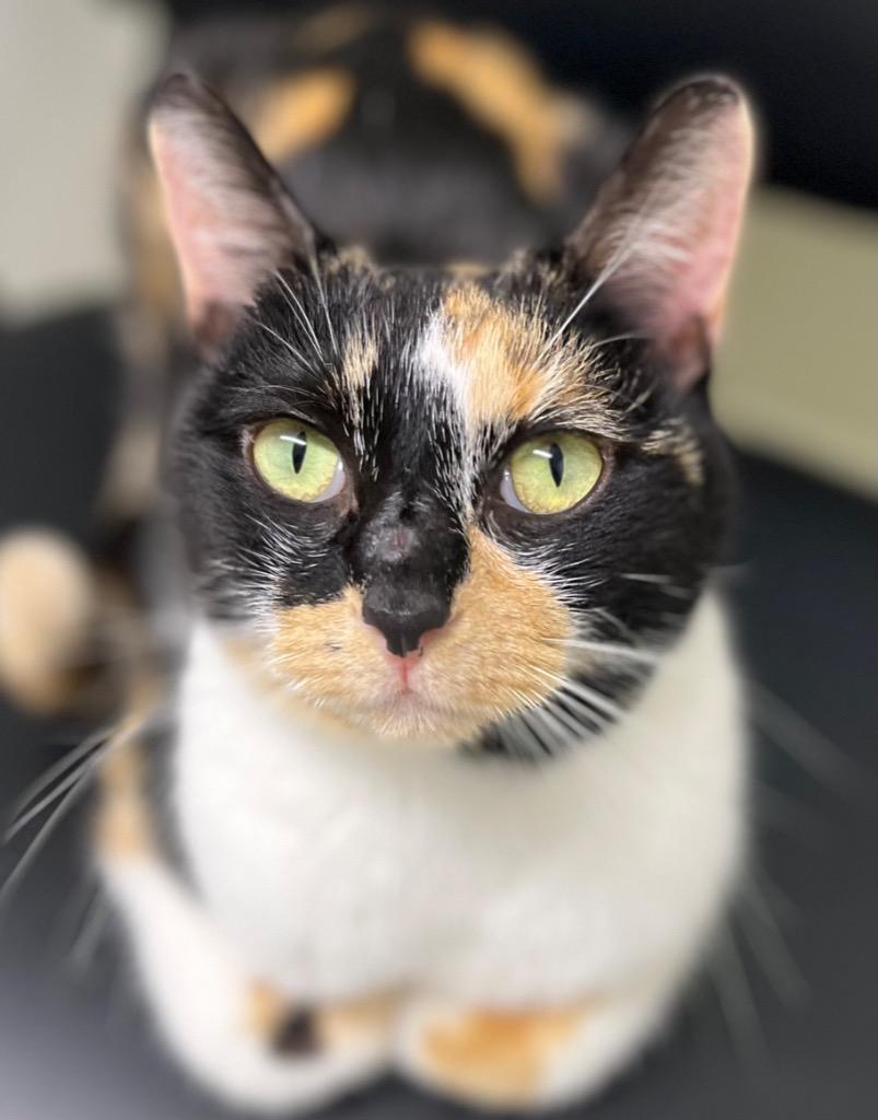 Enlarge Blossom, a Adoptable Domestic Short Hair in Augusta, GA image 2/3