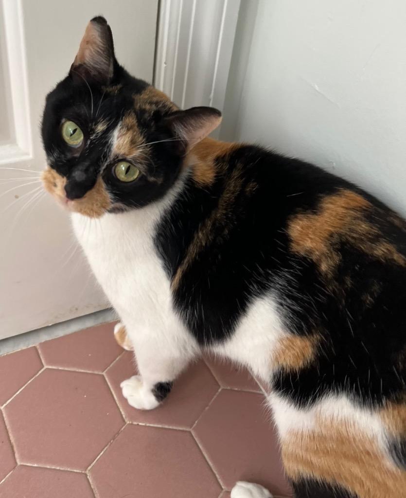 Blossom, Adoptable, Adult Female Domestic Short Hair.