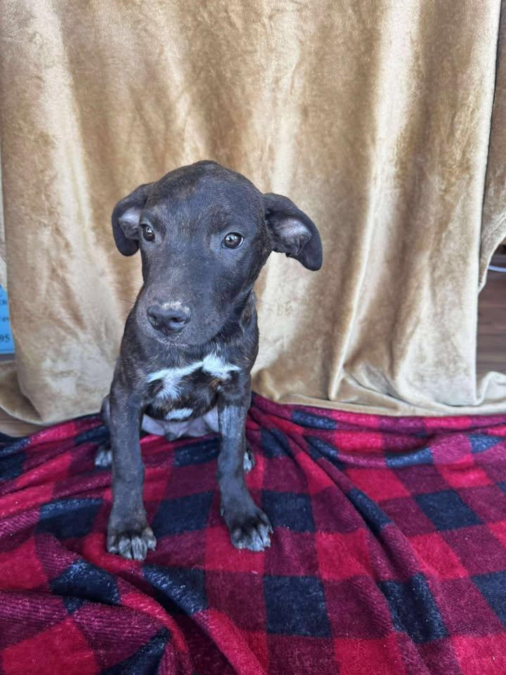 Runt, a Adoptable Black Labrador Retriever in Cleveland, OK image 2/2