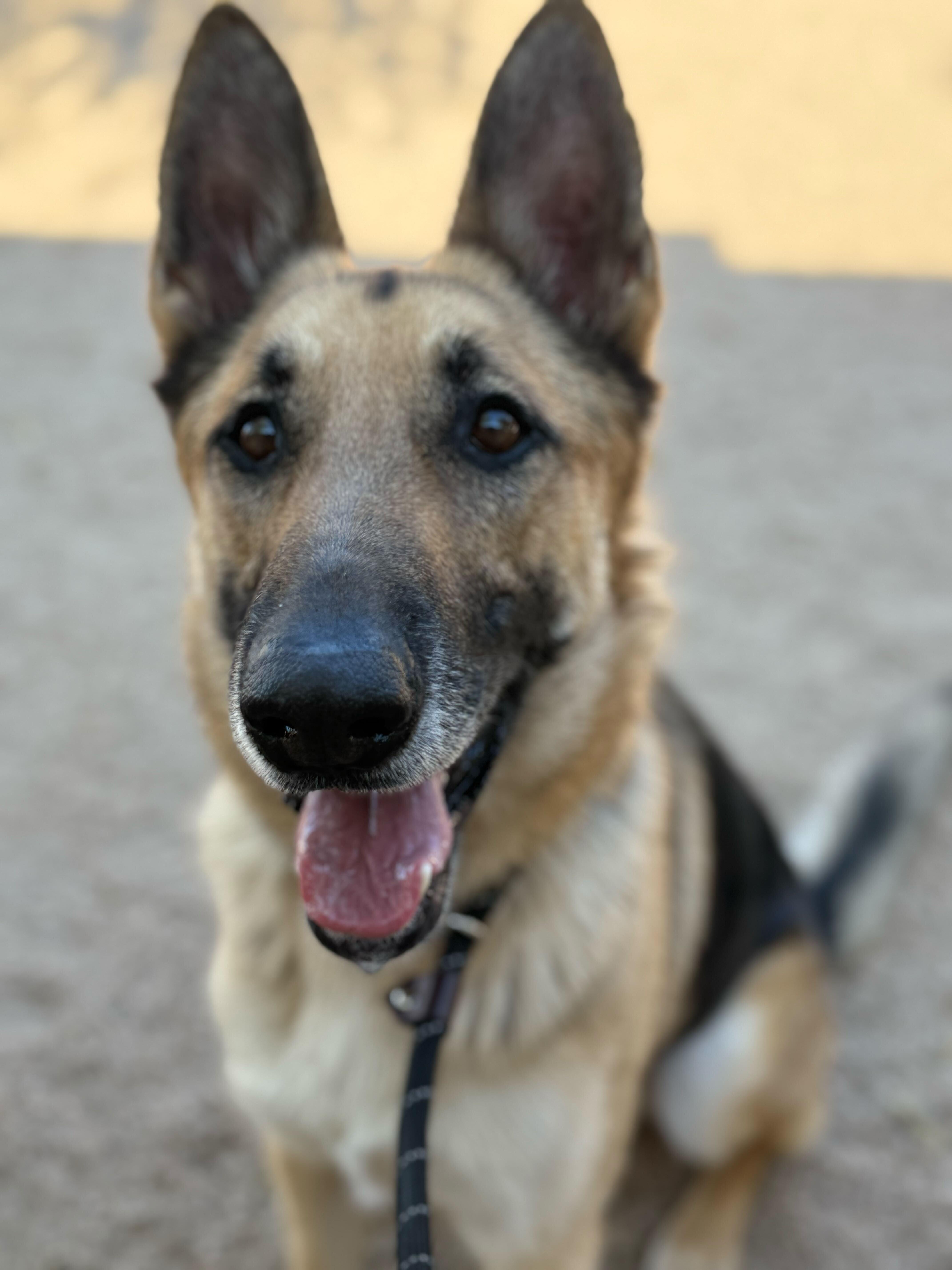 Popeye, a Adoptable German Shepherd Dog in Chandler, AZ image 3/6