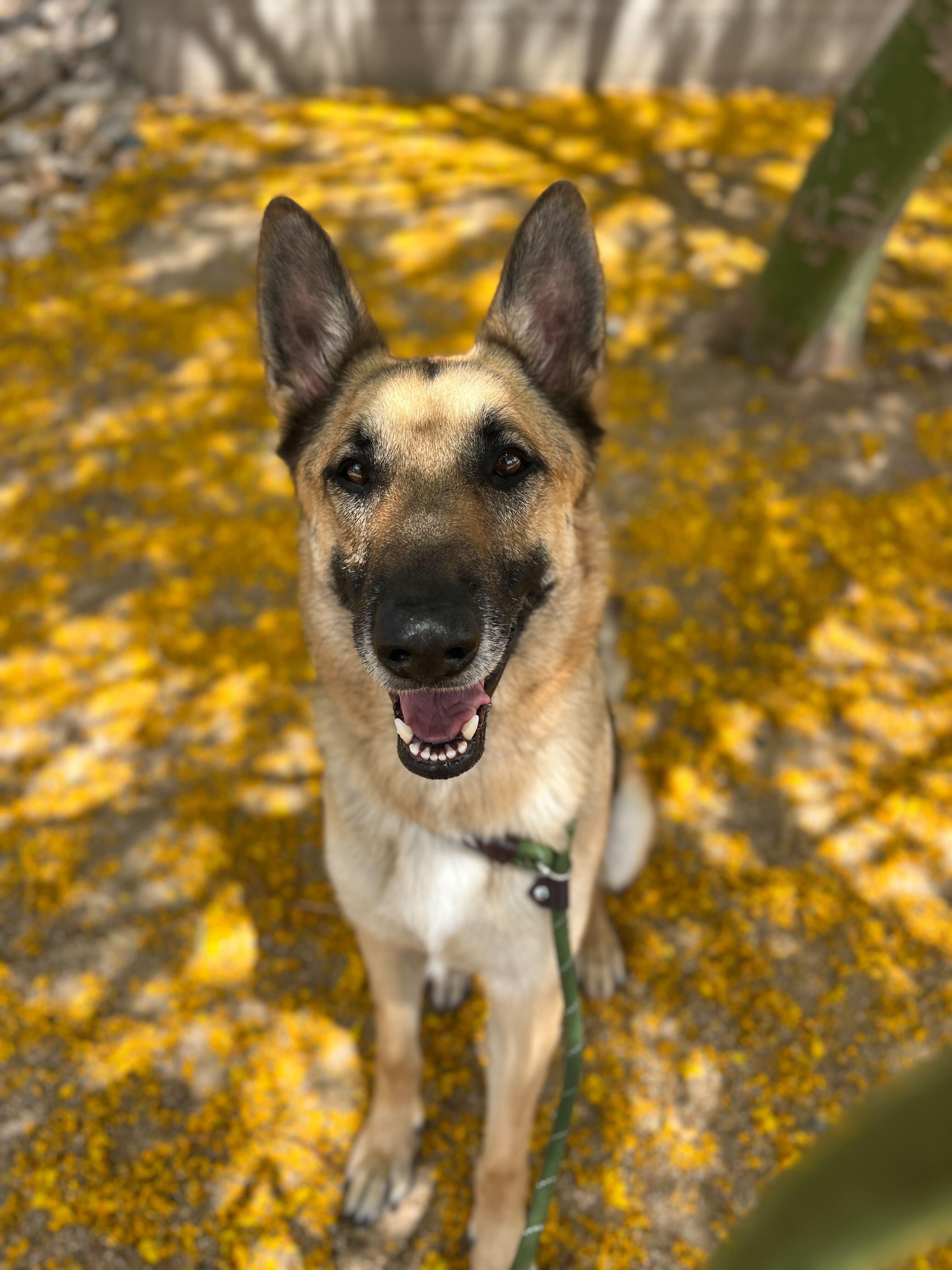 Popeye, a Adoptable German Shepherd Dog in Chandler, AZ image 4/6