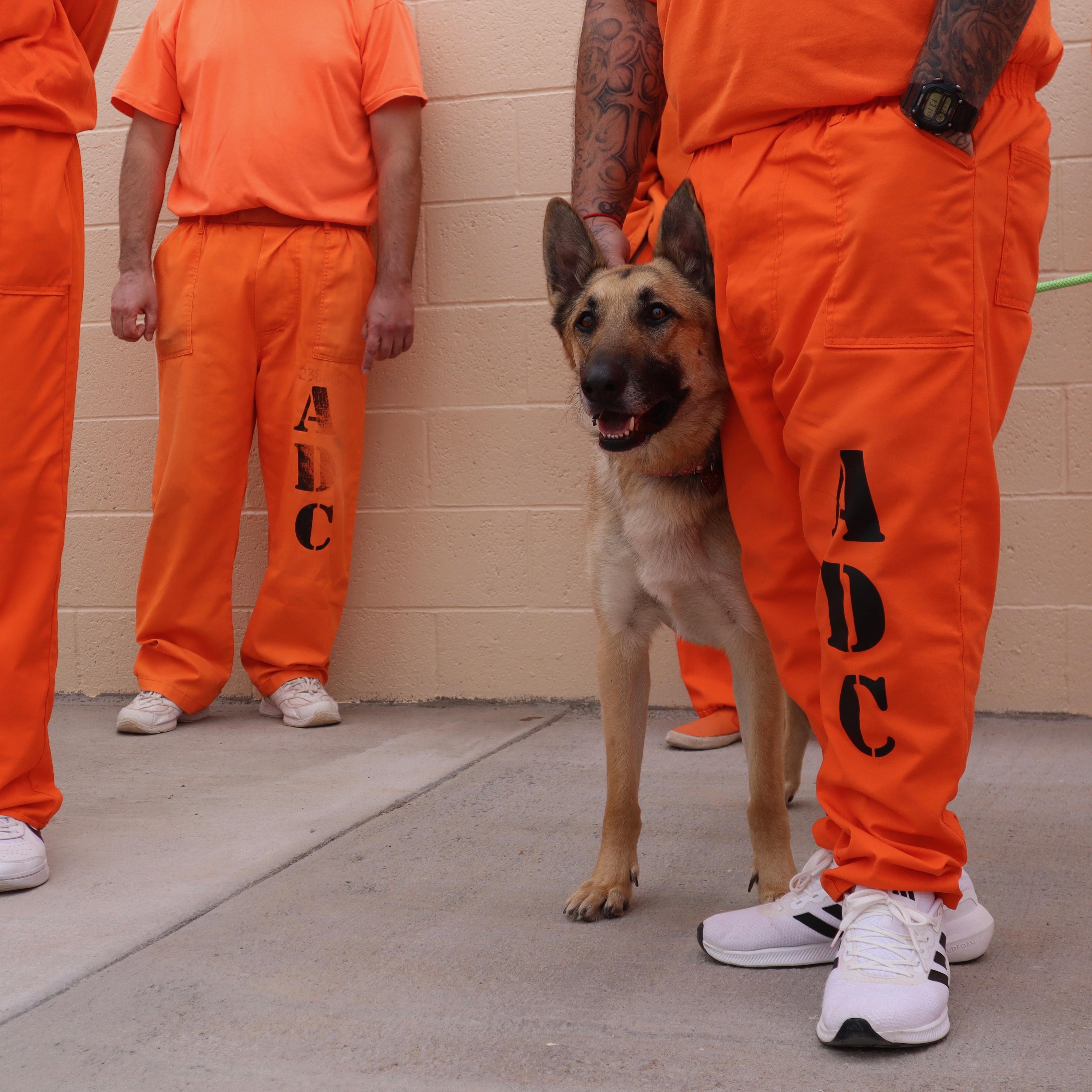 Popeye, a Adoptable German Shepherd Dog in Chandler, AZ image 2/6