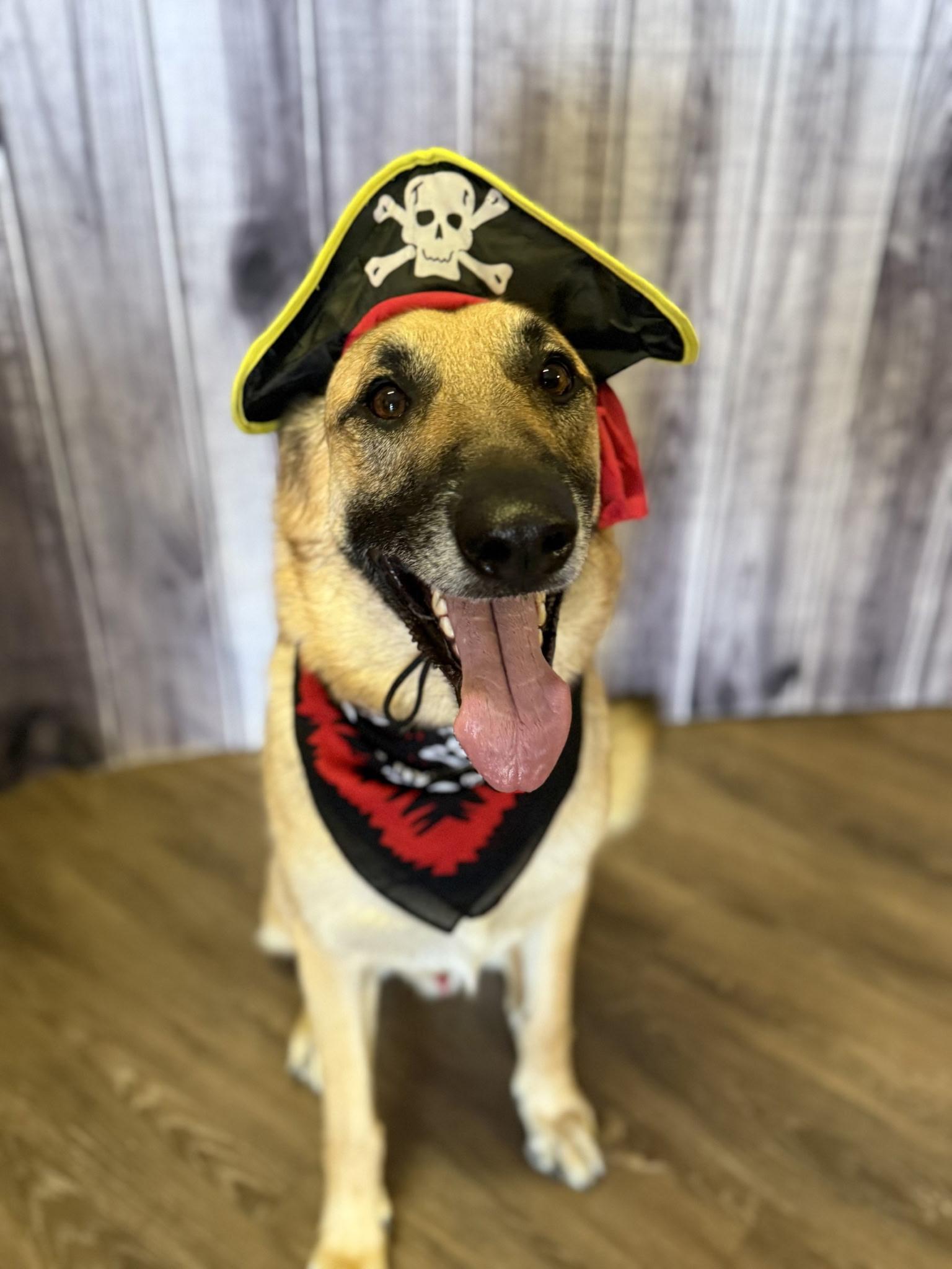 Popeye, a Adoptable German Shepherd Dog in Chandler, AZ image 1/6