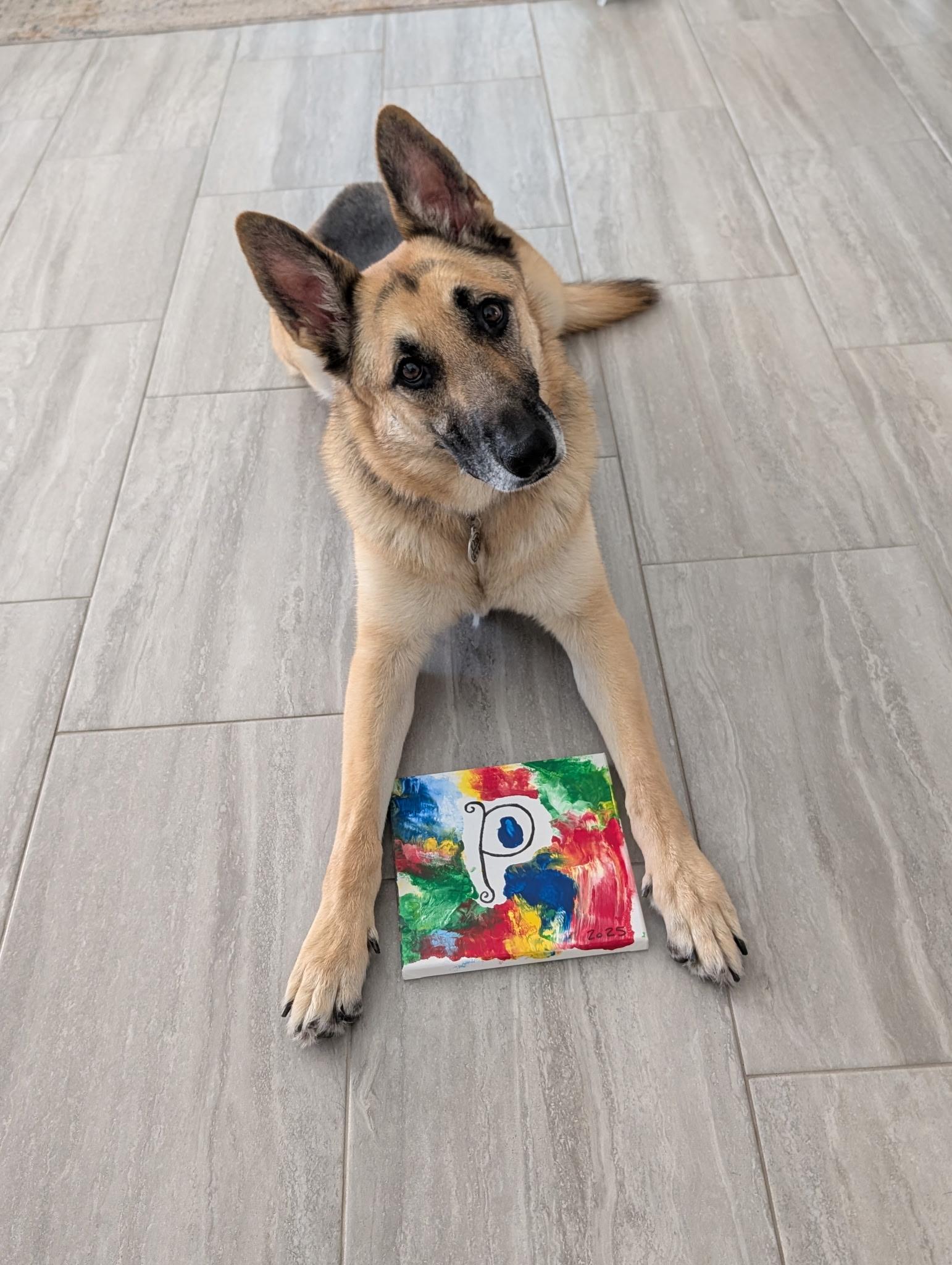 Popeye, a Adoptable German Shepherd Dog in Chandler, AZ image 6/6