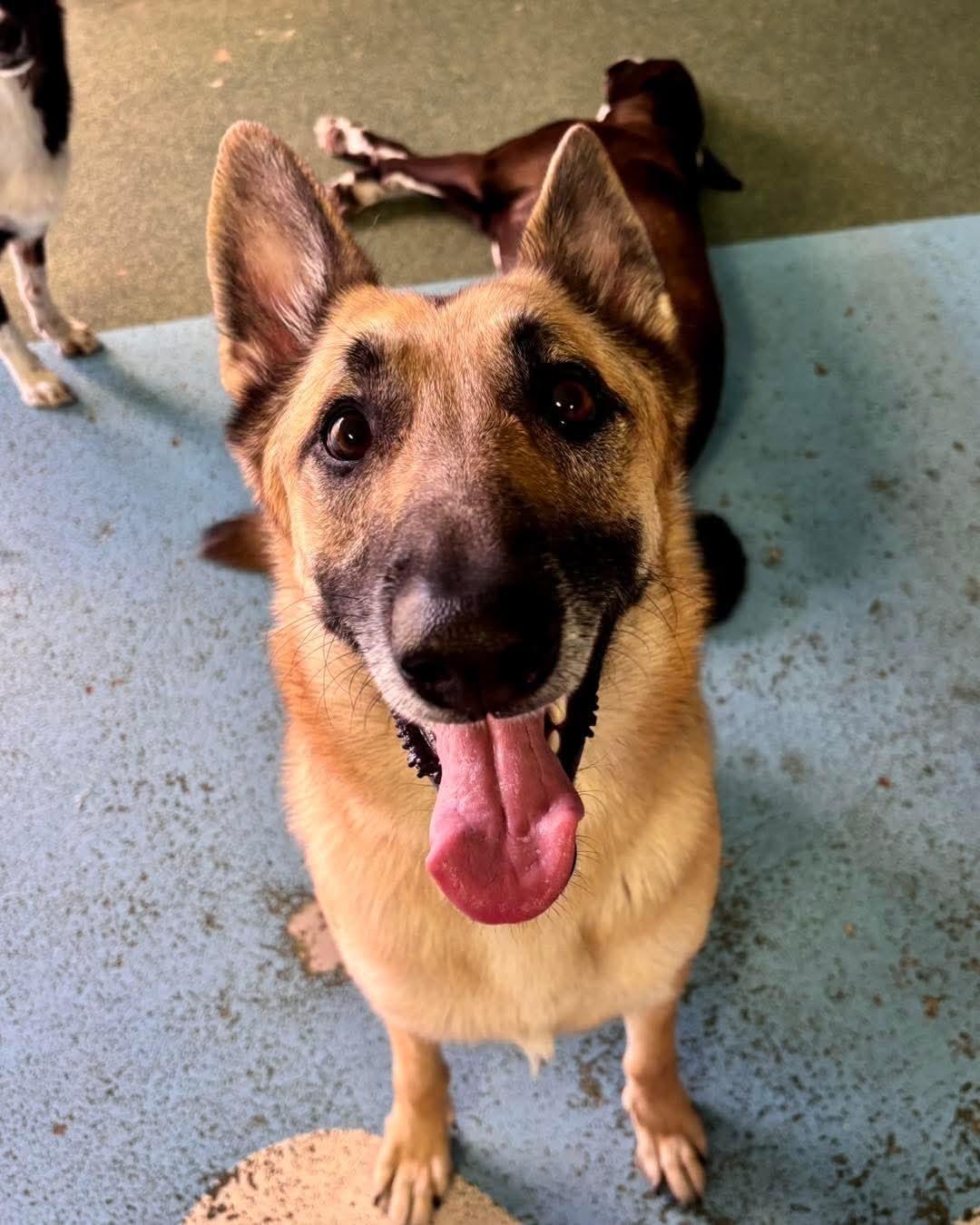Popeye, a Adoptable German Shepherd Dog in Chandler, AZ image 5/6