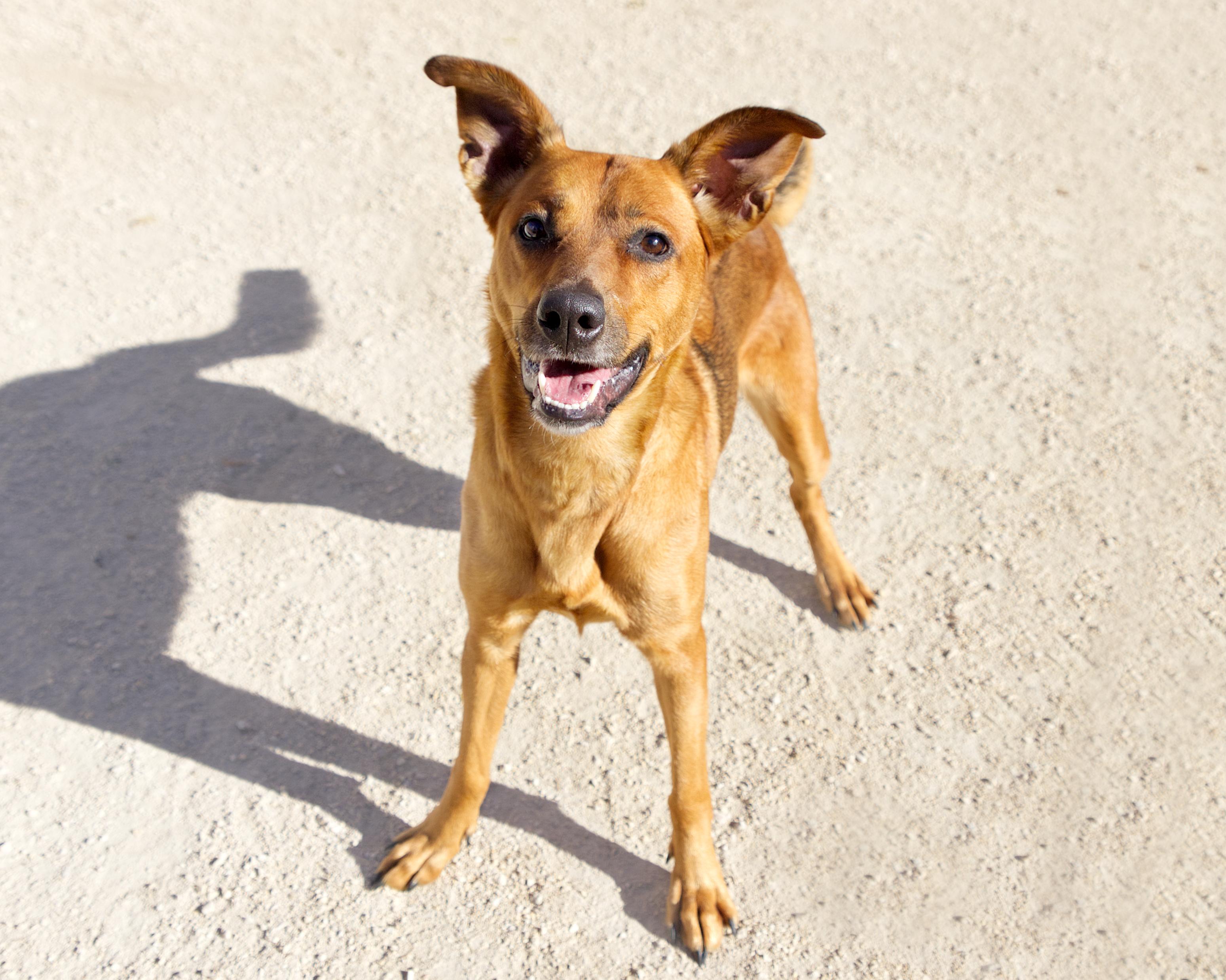Enlarge Delta, a Adoptable mixed breed in Winnipeg, MB image 3/4