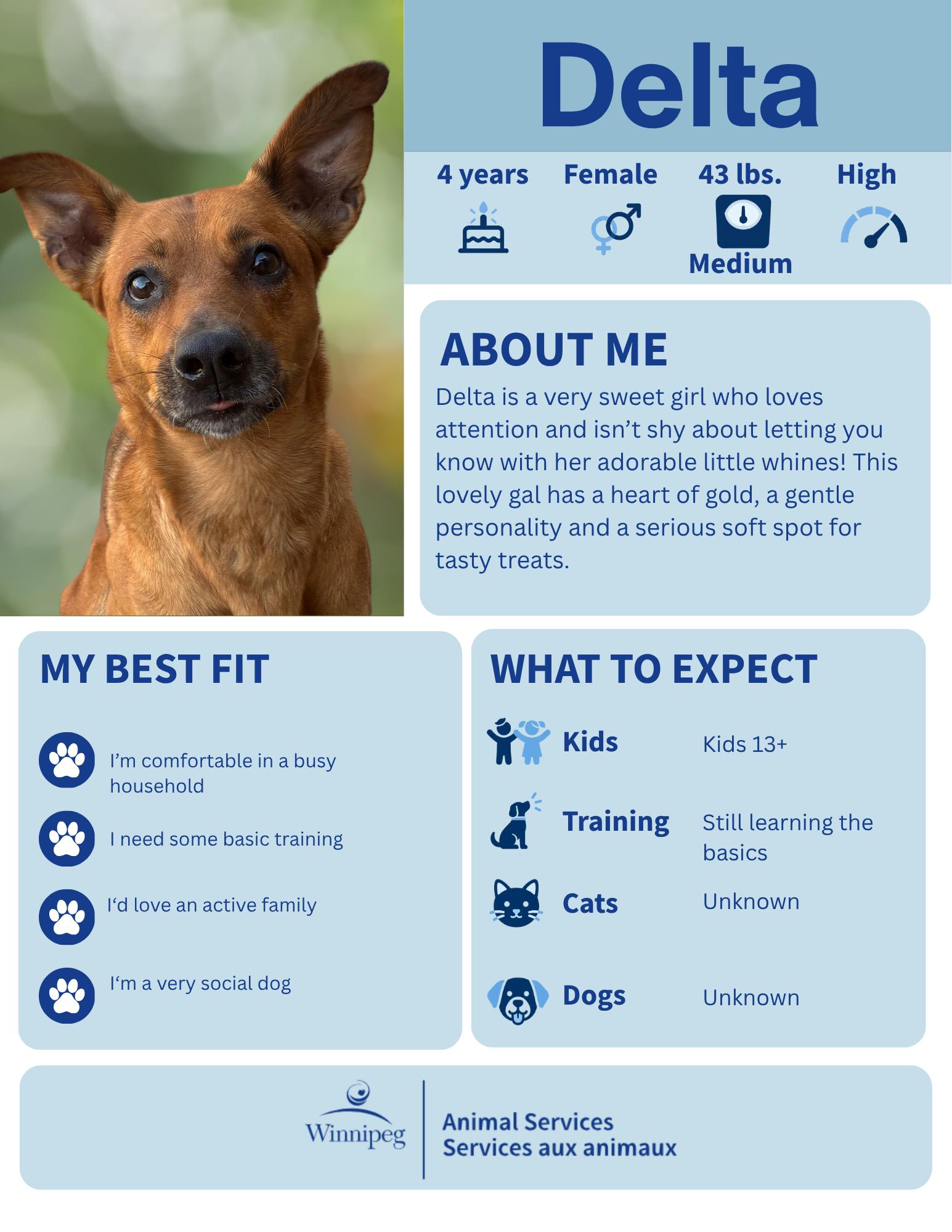 Delta, Adoptable, Adult Female Carolina Dog.