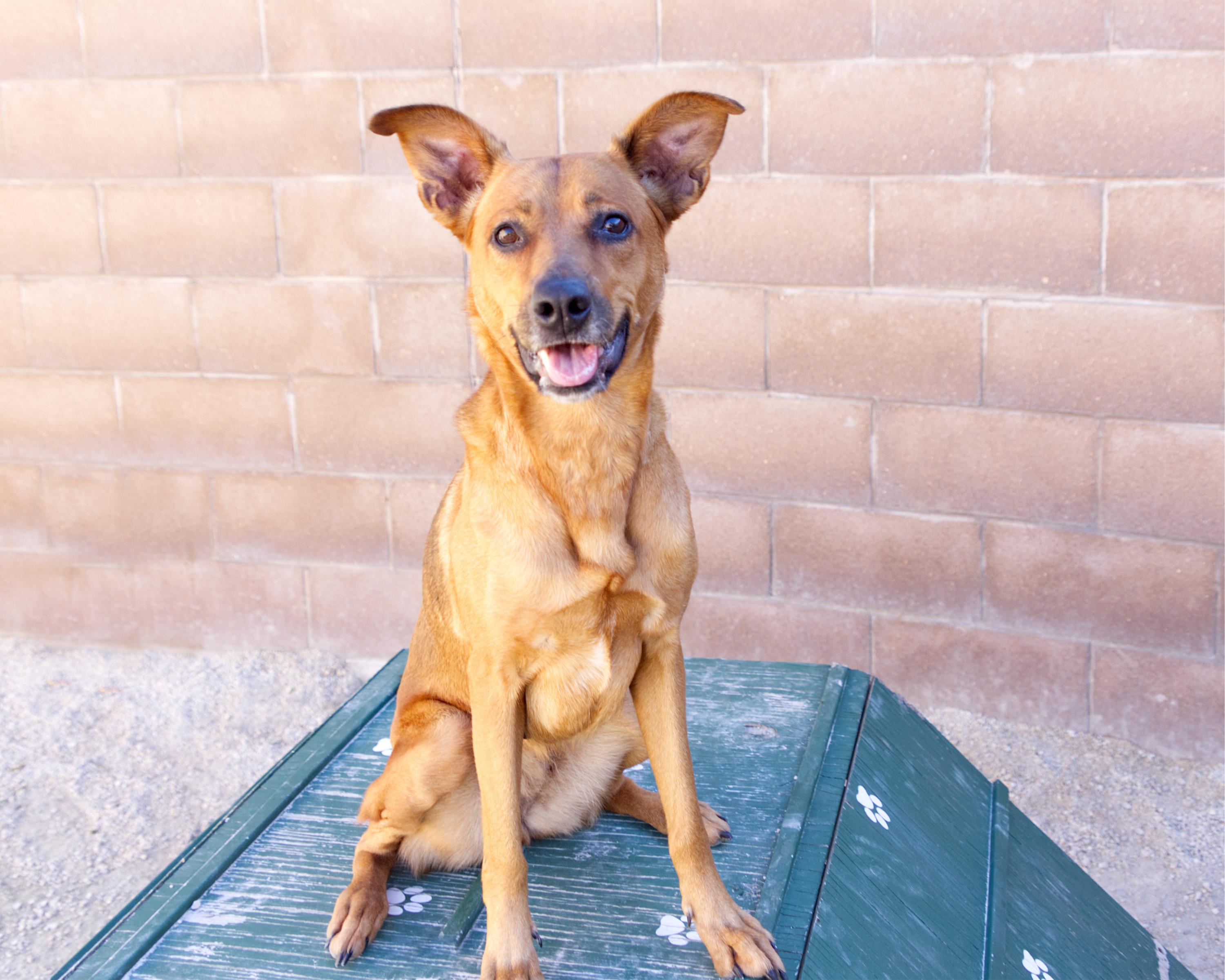 Enlarge Delta, a Adoptable mixed breed in Winnipeg, MB image 4/4