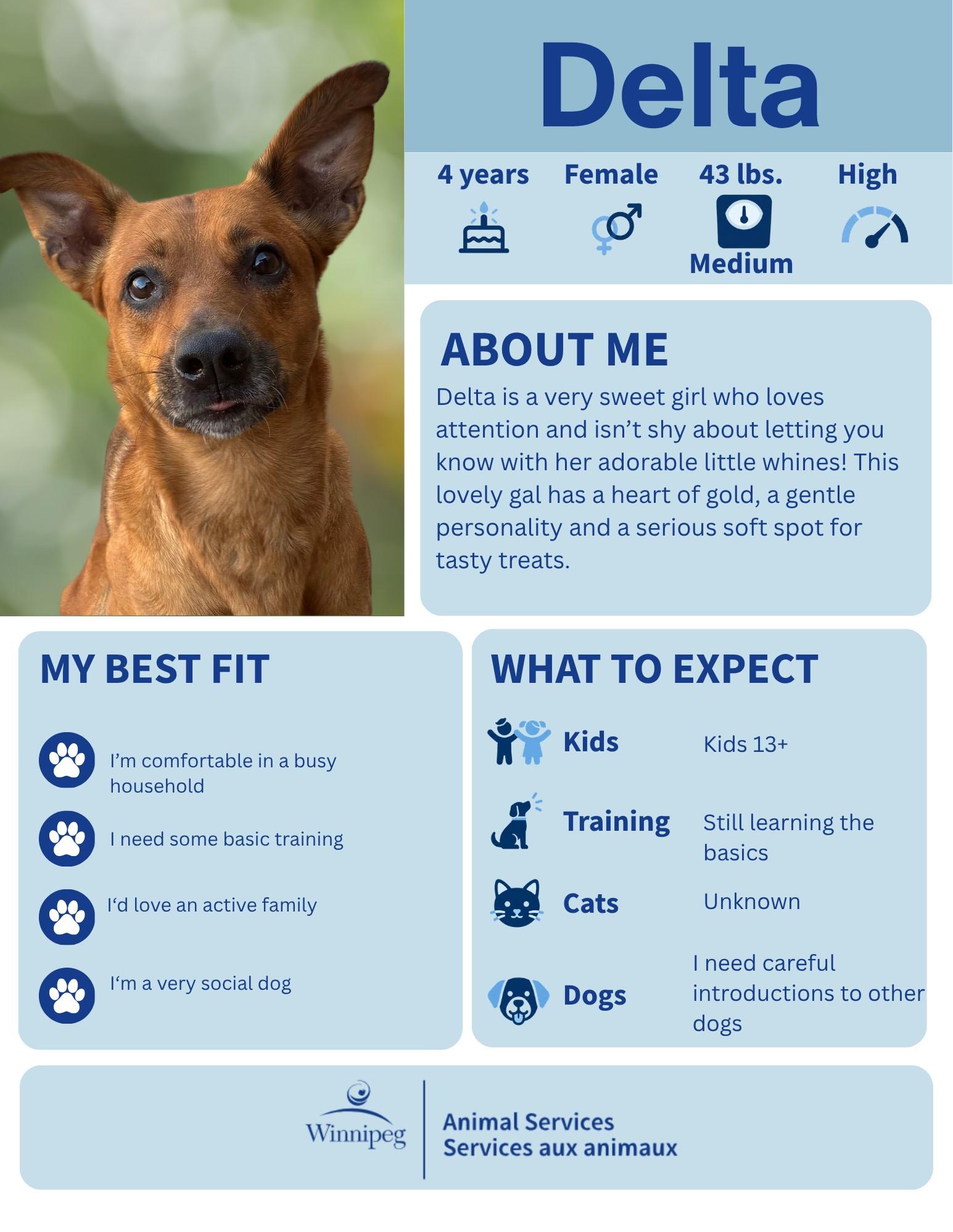 Delta, Adoptable, Adult Female Carolina Dog.