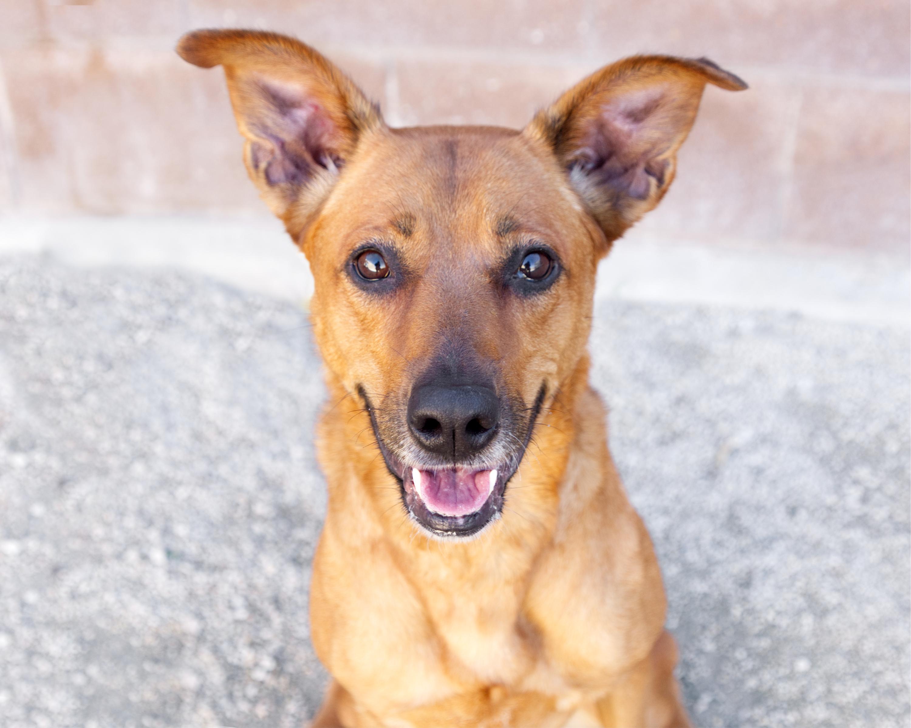 Enlarge Delta, a Adoptable mixed breed in Winnipeg, MB image 2/4