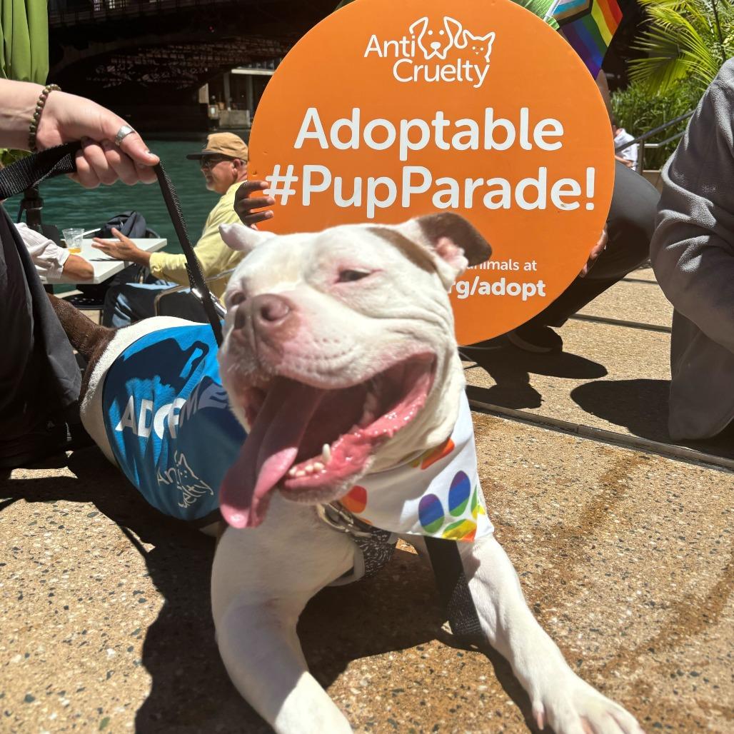 Butch, Adoptable, Young Male Pit Bull Terrier.