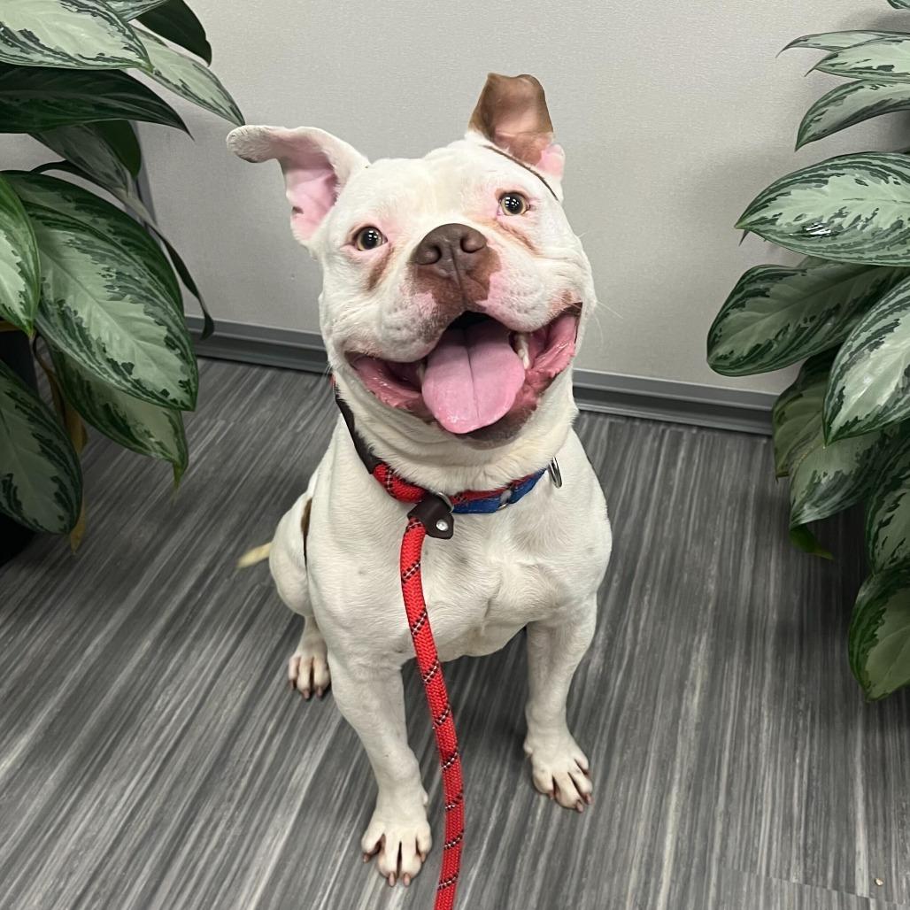 Butch, a Adoptable Pit Bull Terrier in Chicago, IL image 2/6