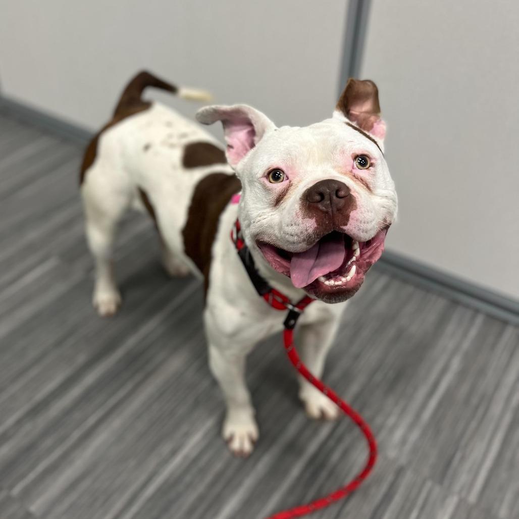Butch, a Adoptable Pit Bull Terrier in Chicago, IL image 3/6