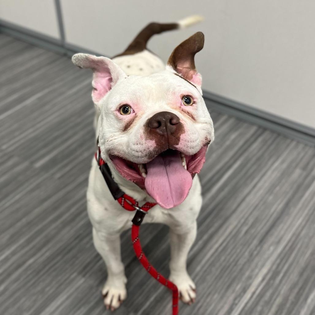 Butch, a Adoptable Pit Bull Terrier in Chicago, IL image 4/6