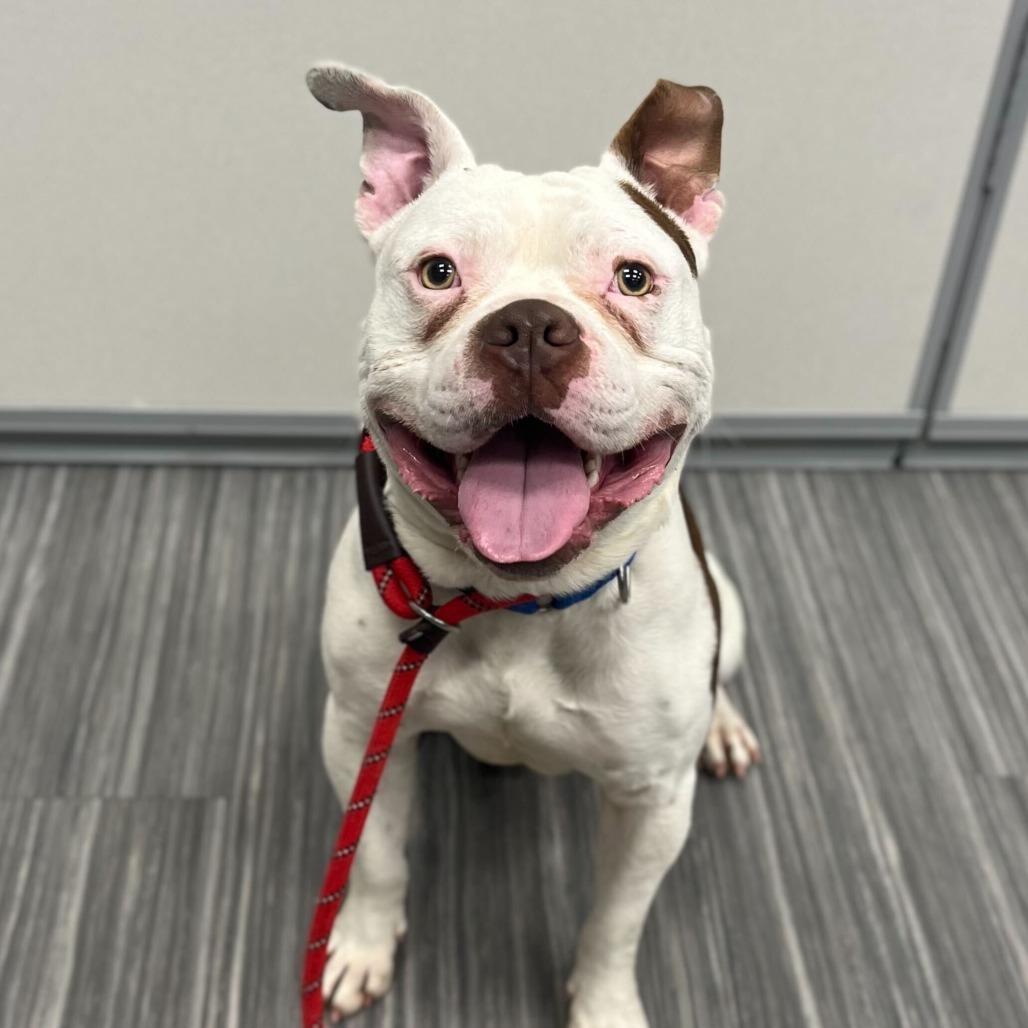 Butch, a Adoptable Pit Bull Terrier in Chicago, IL image 5/6