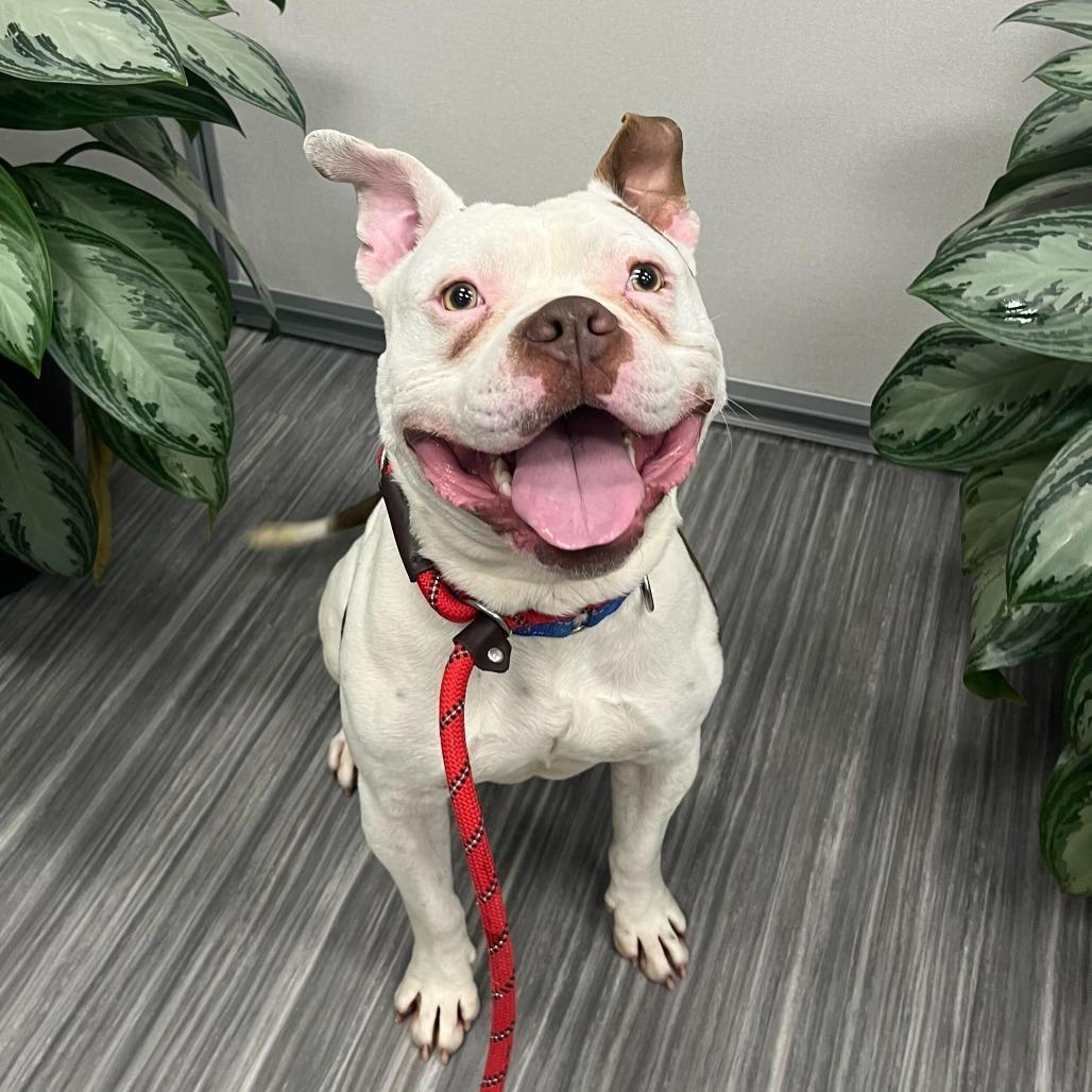Butch, a Adoptable Pit Bull Terrier in Chicago, IL image 6/6
