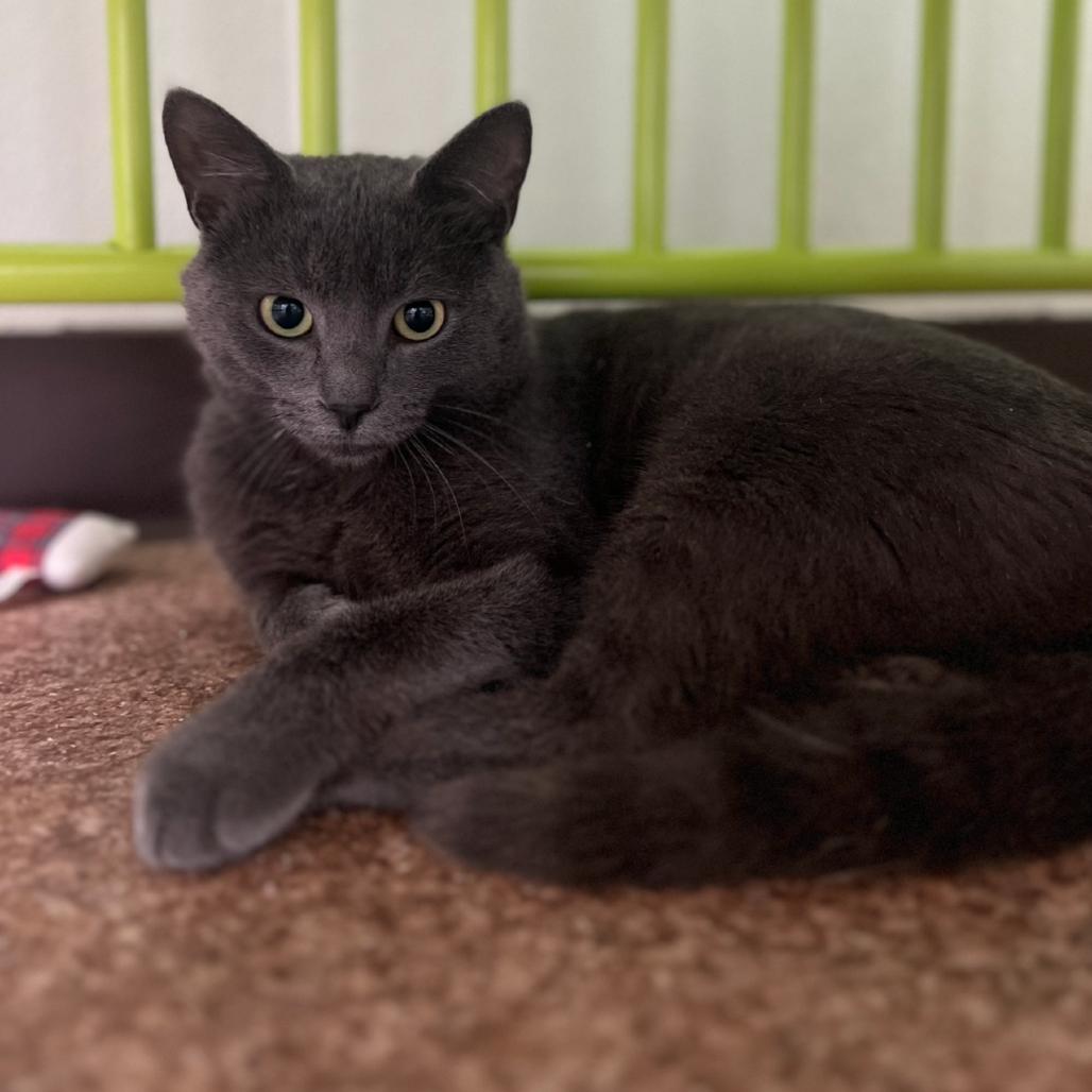Enlarge Alan, a Adoptable Domestic Short Hair in Harrisville, WV image 1/2