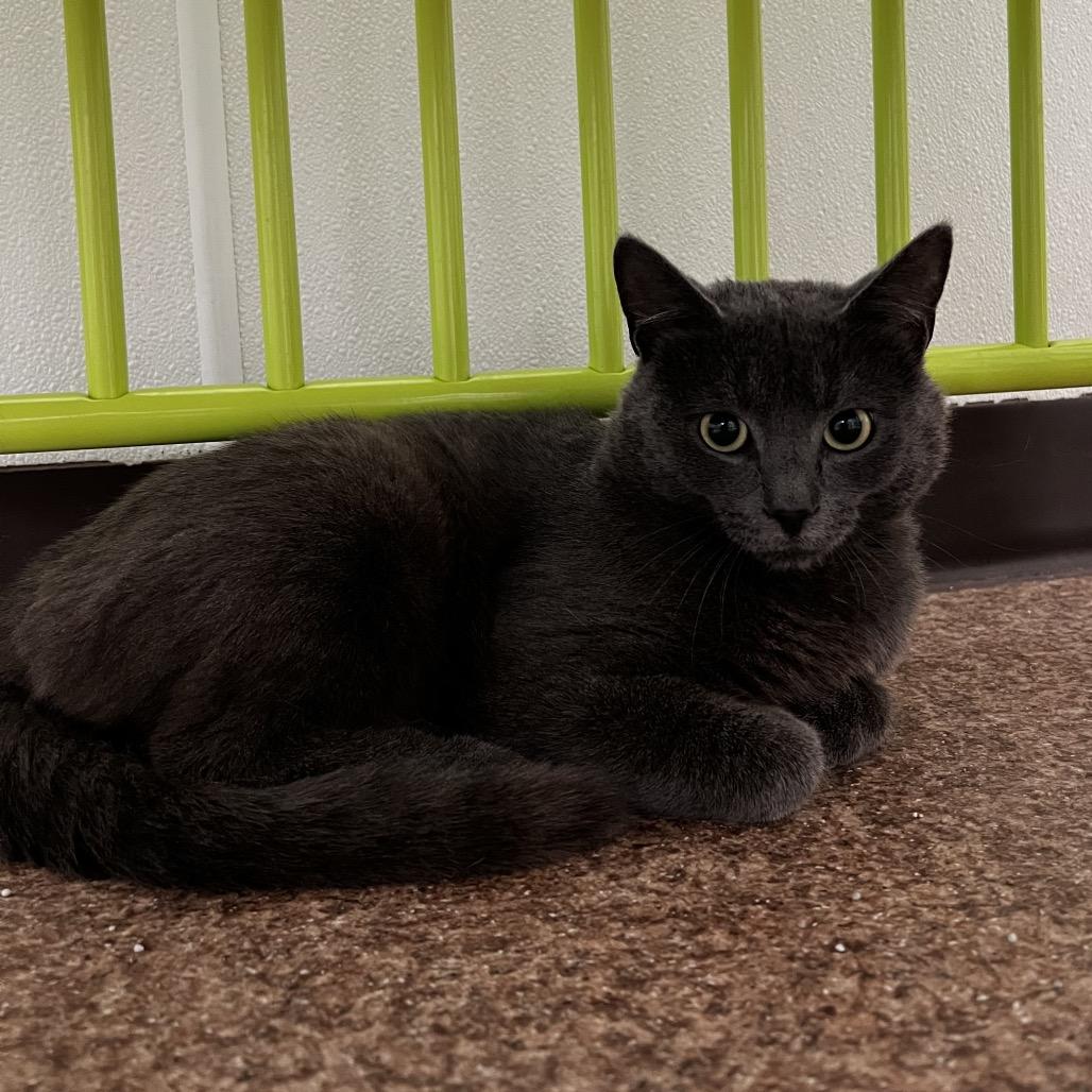 Enlarge Alan, a Adoptable Domestic Short Hair in Harrisville, WV image 2/2