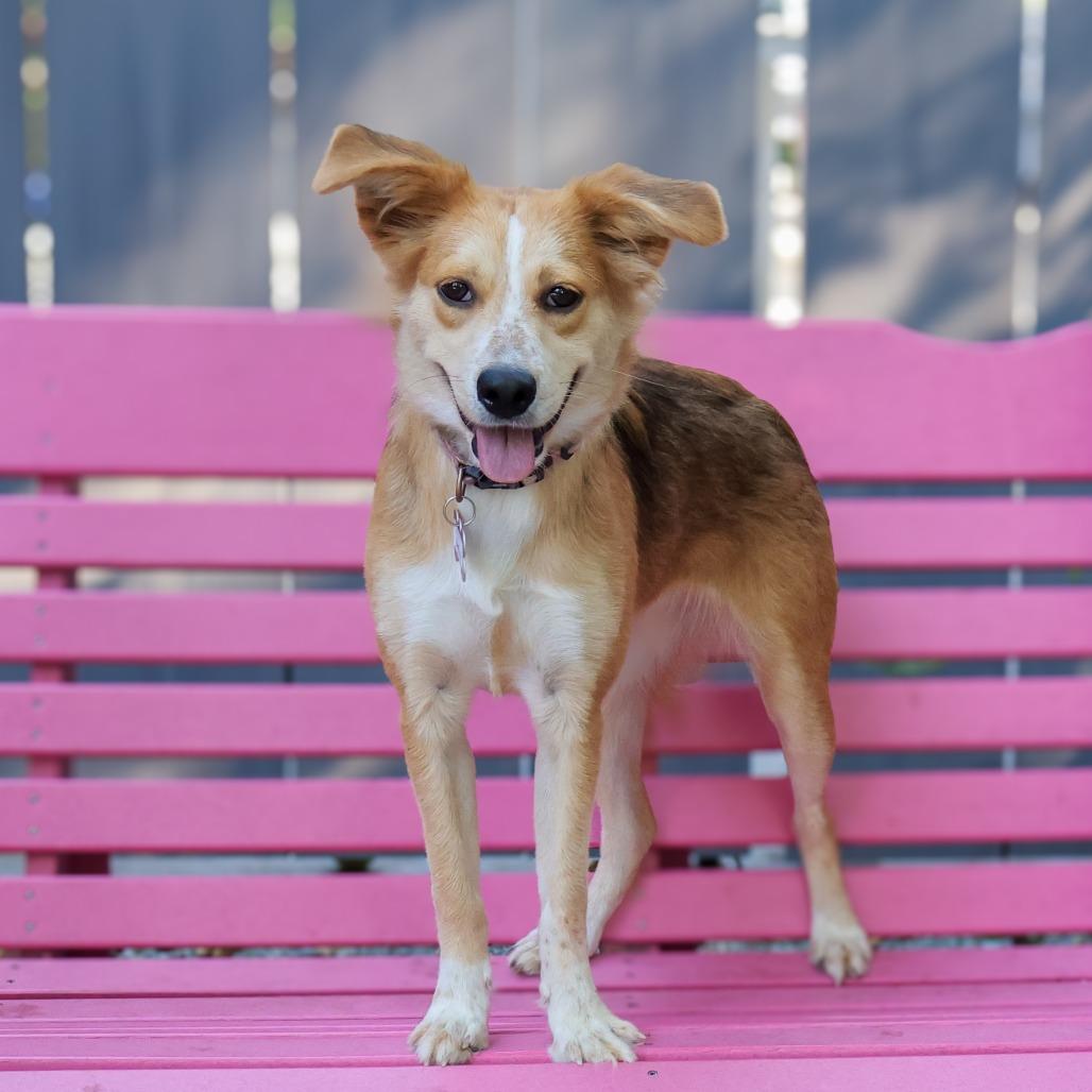 Shelia, Adoptable, Young Female Australian Shepherd.