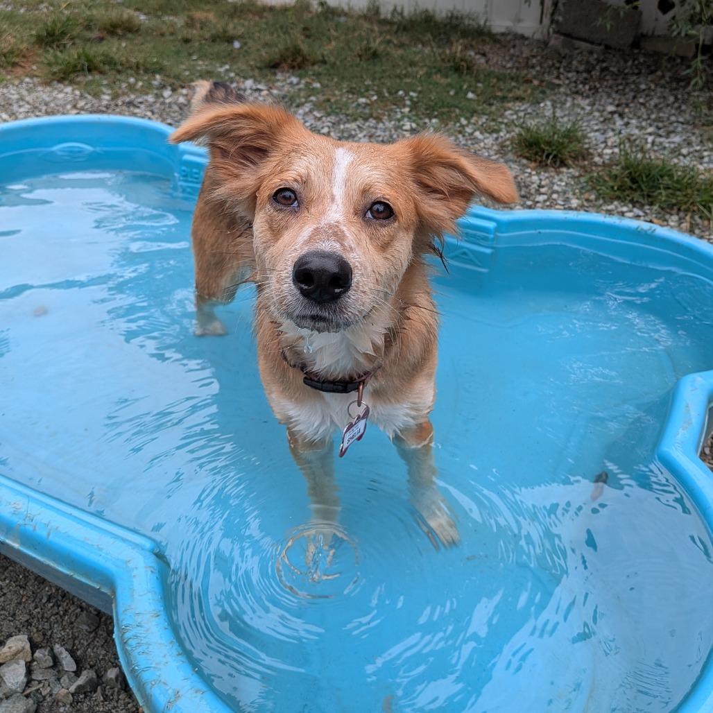 Enlarge Shelia, a Adoptable Australian Shepherd in Wake Forest, NC image 2/4
