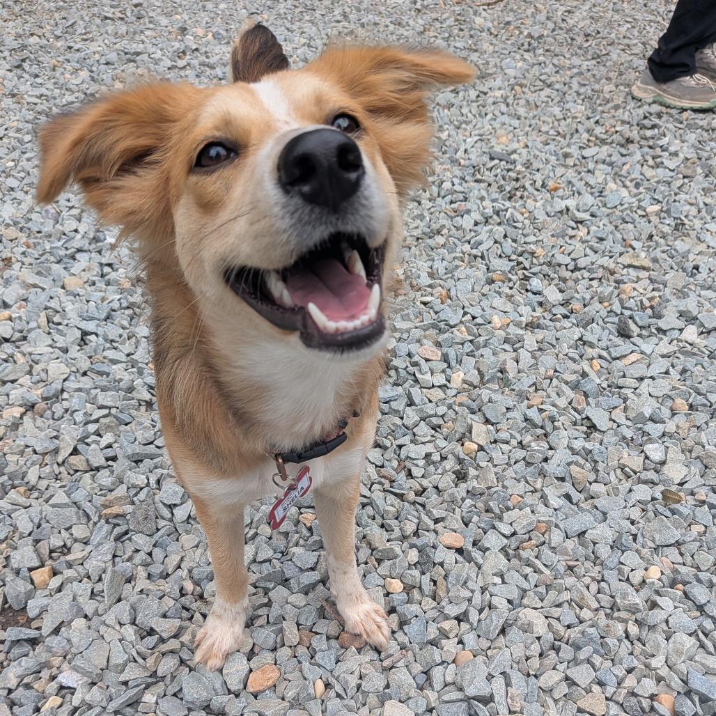 Enlarge Shelia, a Adoptable Australian Shepherd in Wake Forest, NC image 3/4