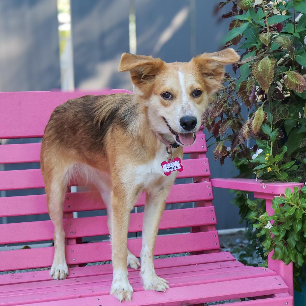 Enlarge Shelia, a Adoptable Australian Shepherd in Wake Forest, NC image 4/4