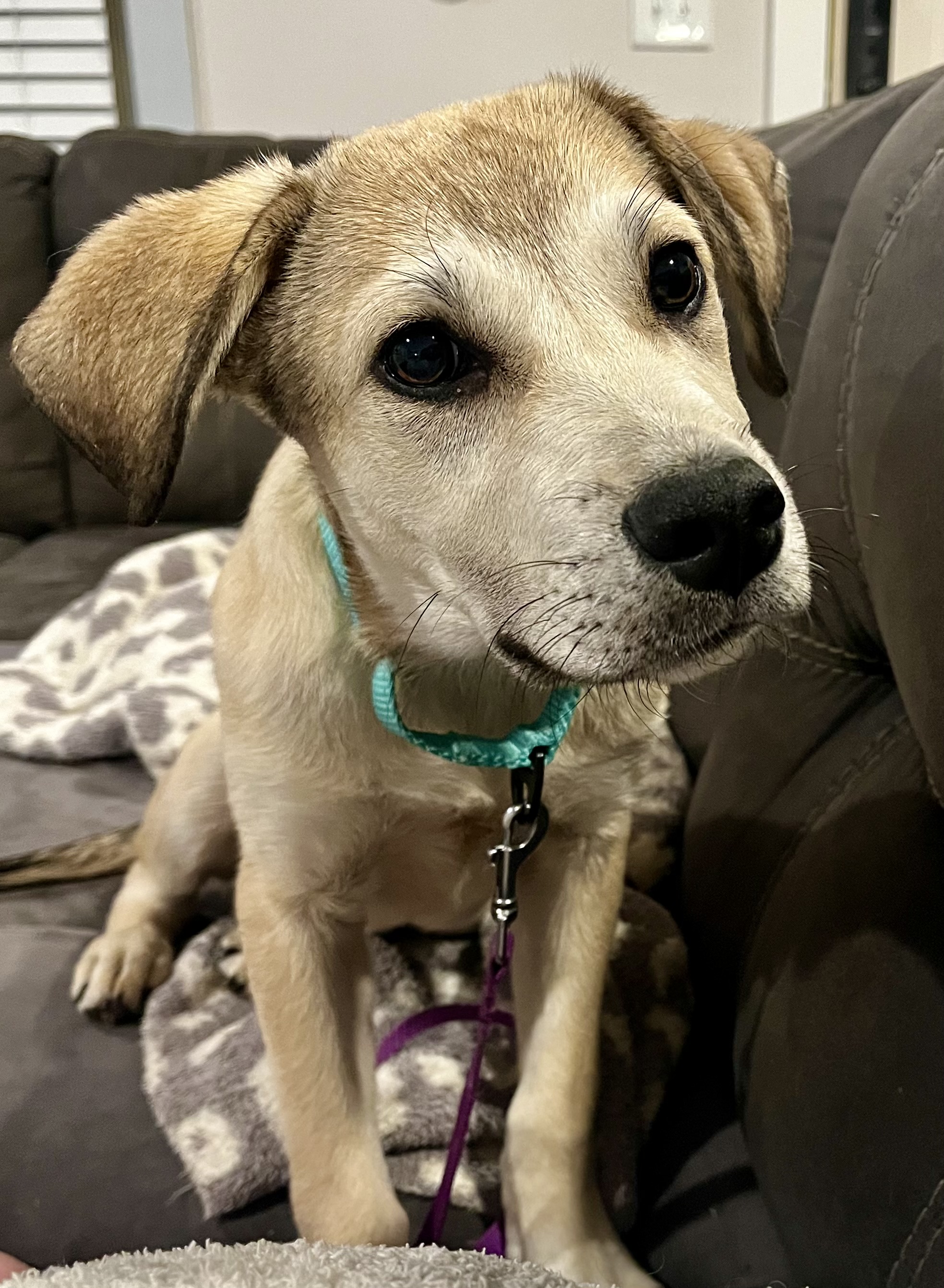 Harrison, a Adopted Mixed Breed in Charlotte, NC image 1/2