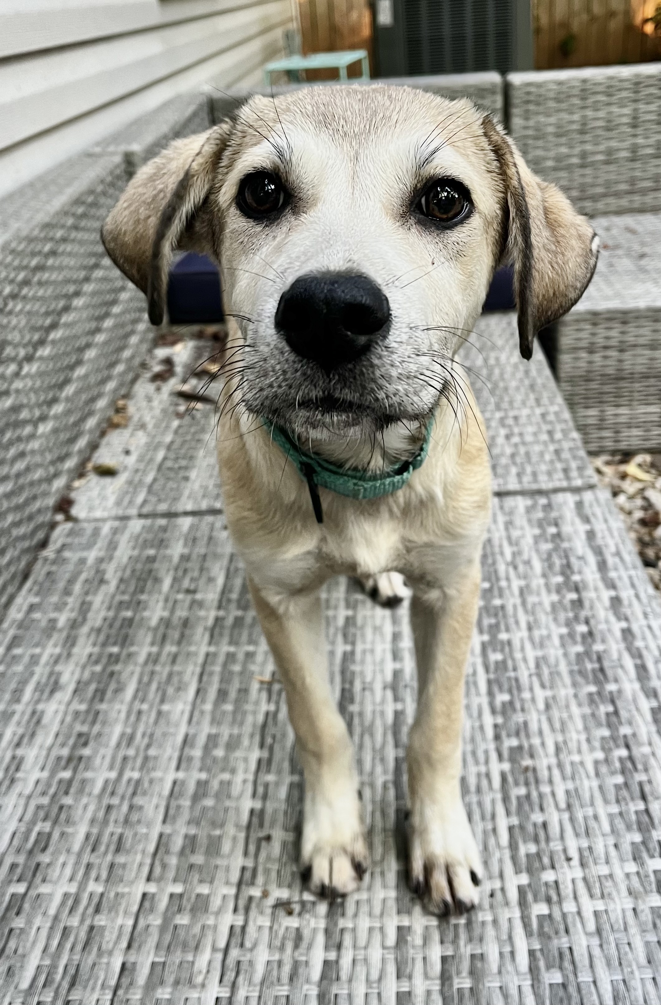 Harrison, a Adopted Mixed Breed in Charlotte, NC image 2/2