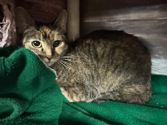 TATIANA, Adoptable, Young Female Domestic Short Hair.