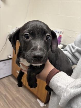 Enlarge Dorito, a Adoptable mixed breed in Norfolk, VA image 1/1