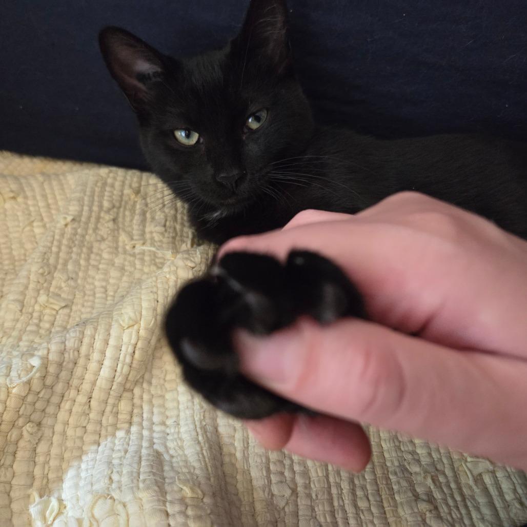 Dolly, Adoptable, Kitten Female Domestic Short Hair.