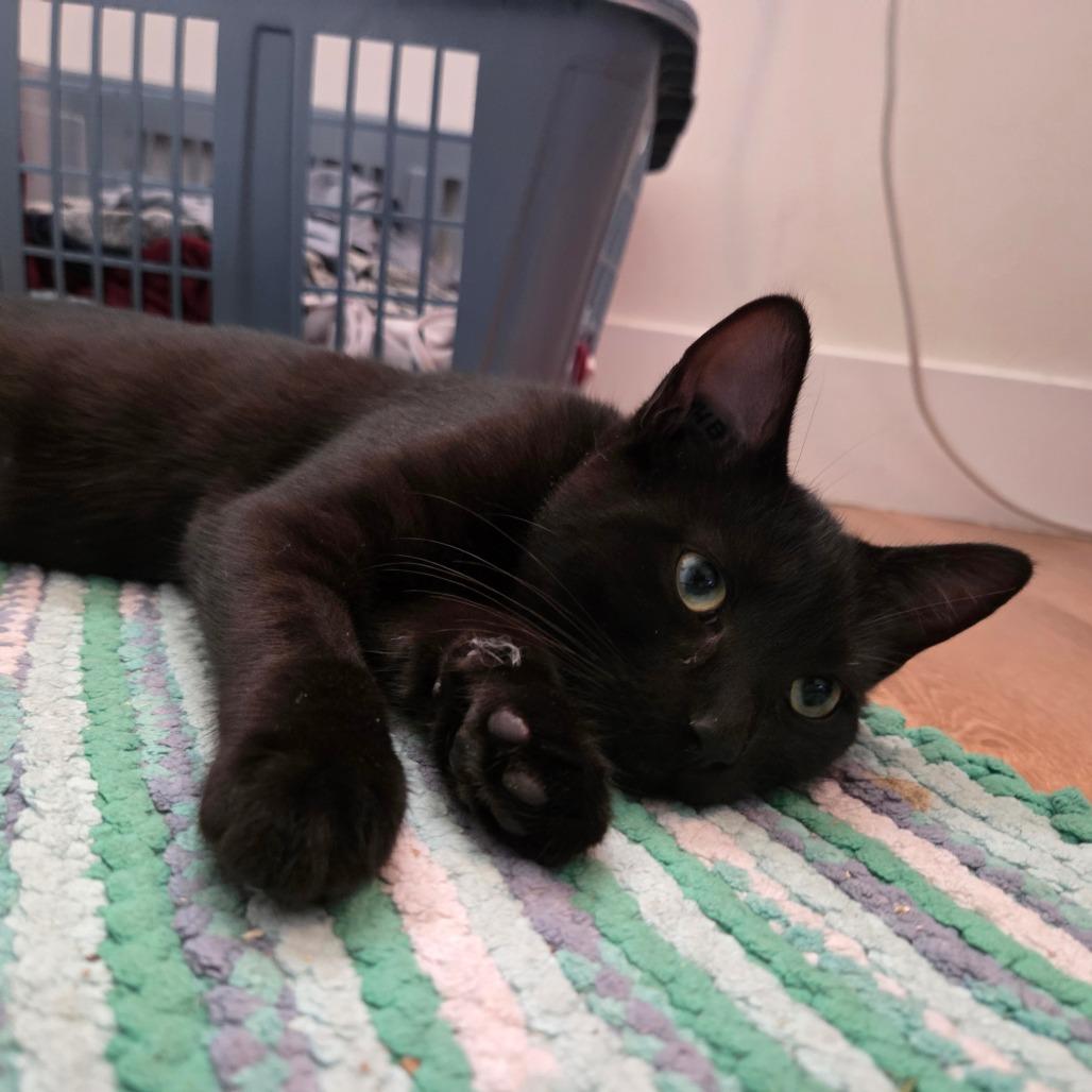 Enlarge Dolly, a Adoptable Domestic Short Hair in Abbotsford, BC image 5/6